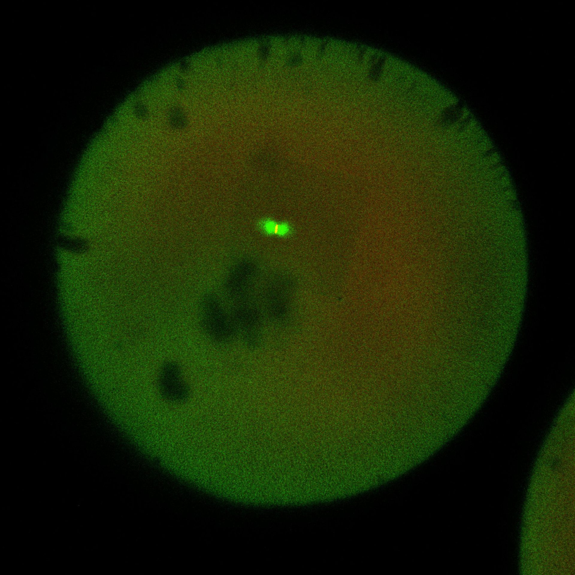 Xenopus laevis (DNA) - CIL:36549