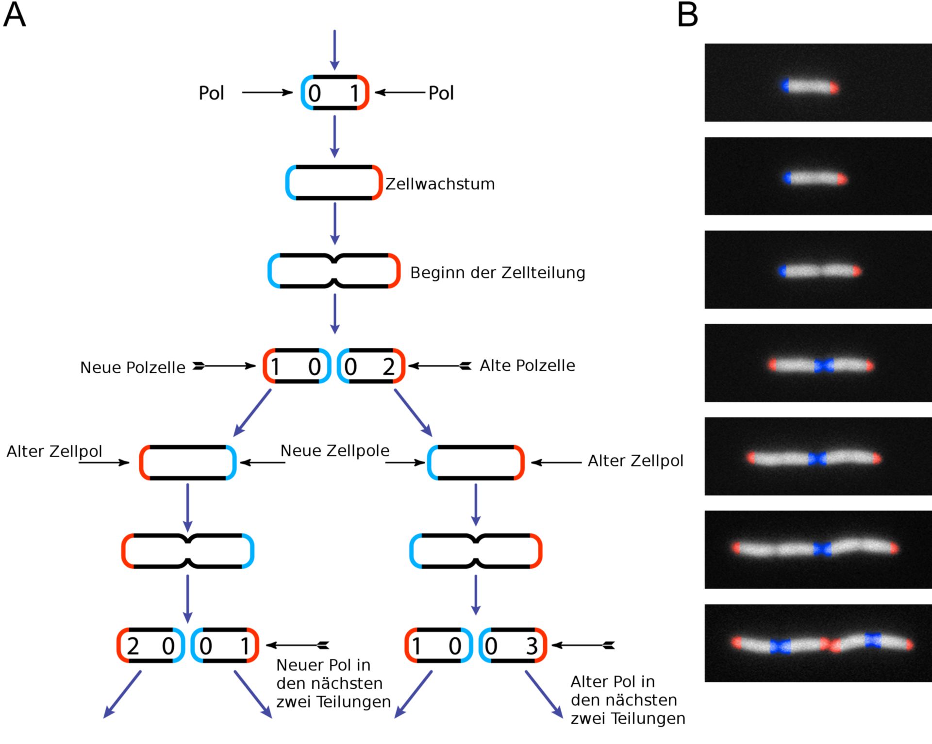 Divisione cellula batterica