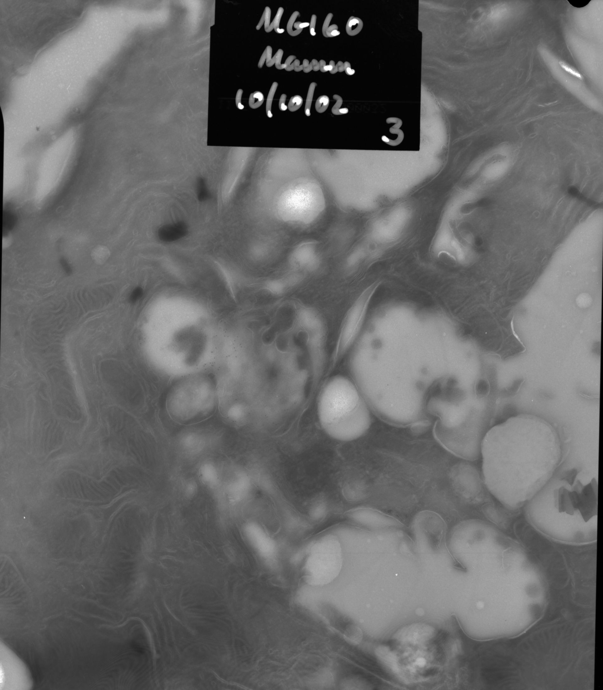 Rattus rattus (Mitochondrion) - CIL:12852