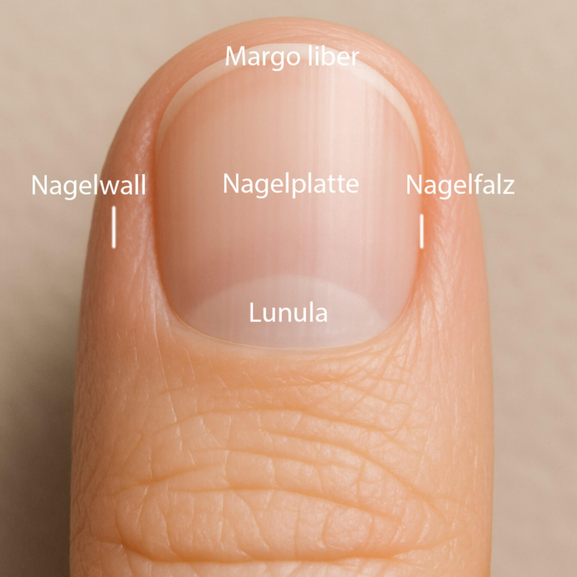 Nagel