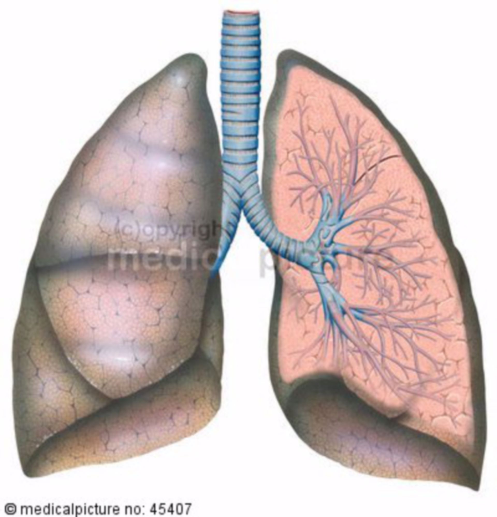 Anatomie der Lunge