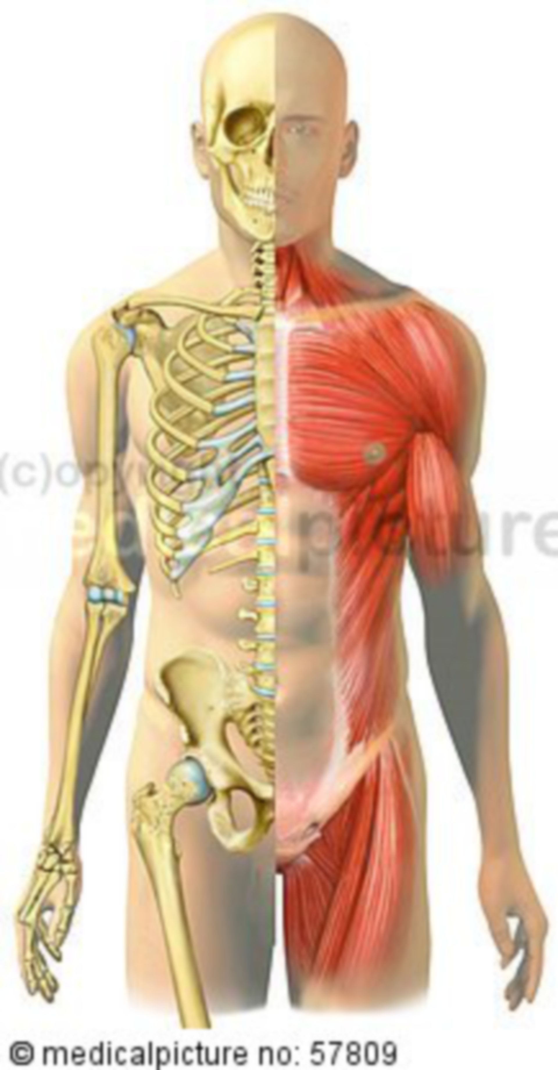 Anatomische Illustrationen - Gegenüberstellung von Skelett und Skelettmuskulatur