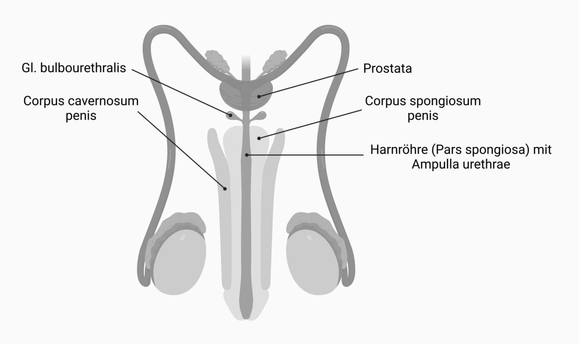 Ampulla urethrae