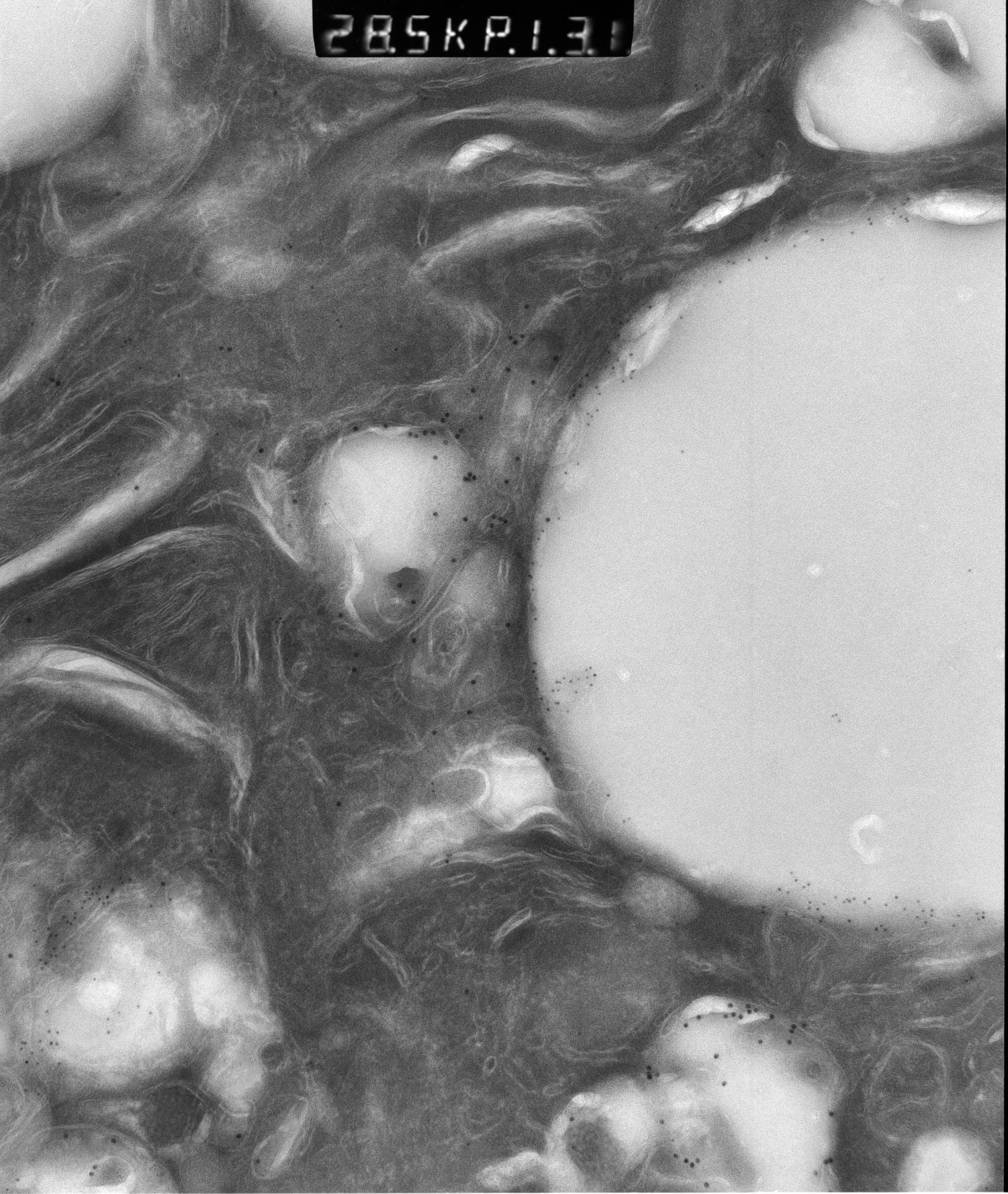 Rattus rattus (Mitochondrion) - CIL:12909