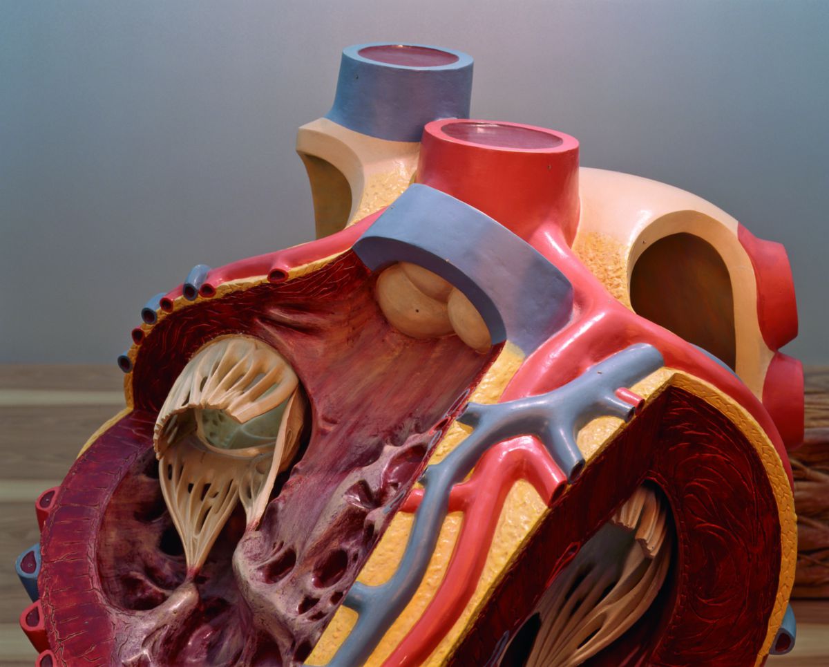 Modell des menschlichen Herzens