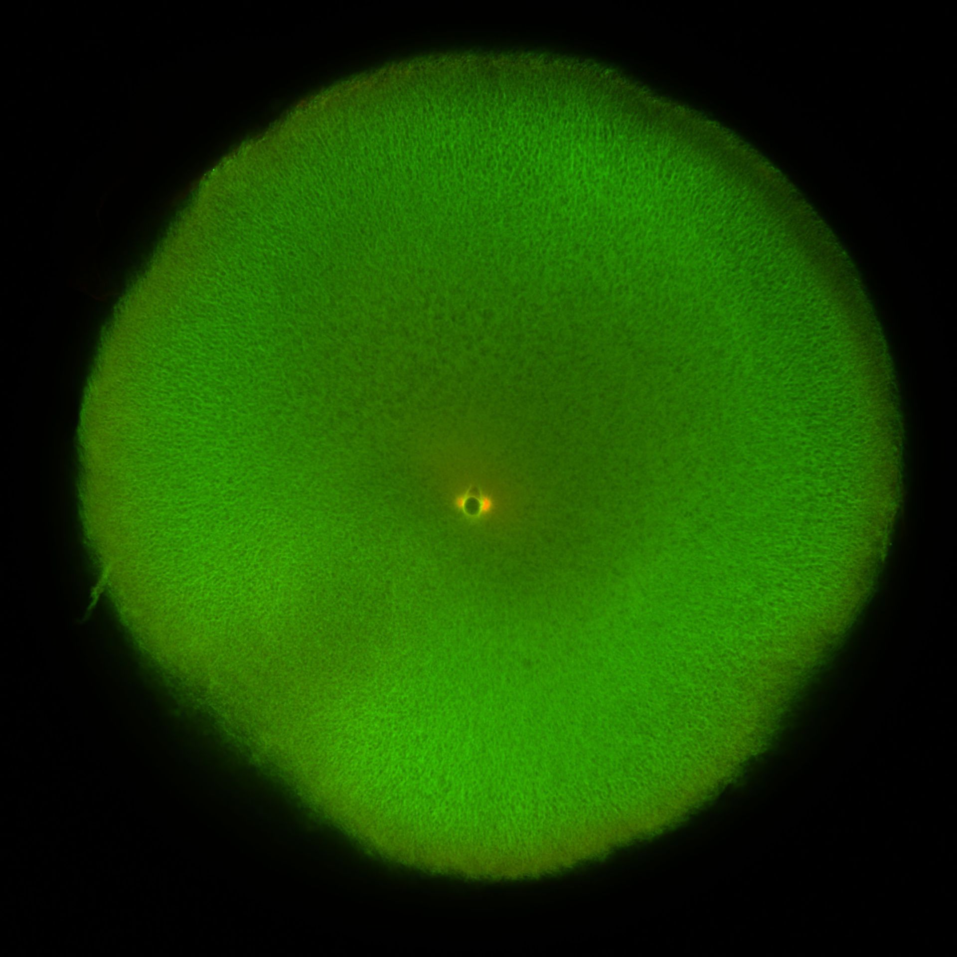 Xenopus laevis (DNA) - CIL:36453