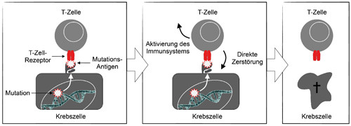 Die T-Zelle zerstört eine Körperzelle mit einem mutierten Antigen. © Matthias Leisegang