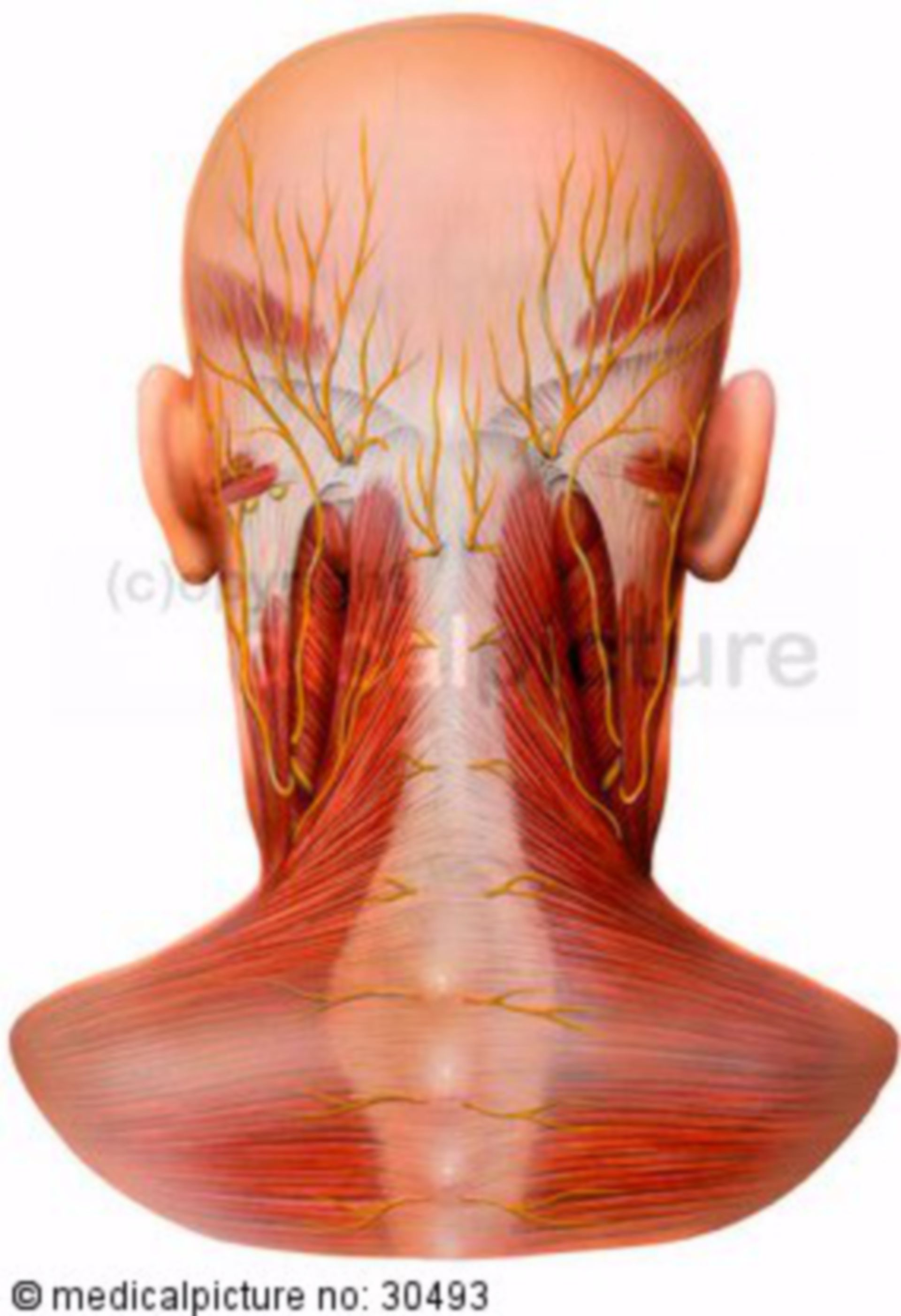 Head and neck, muscles and nerves