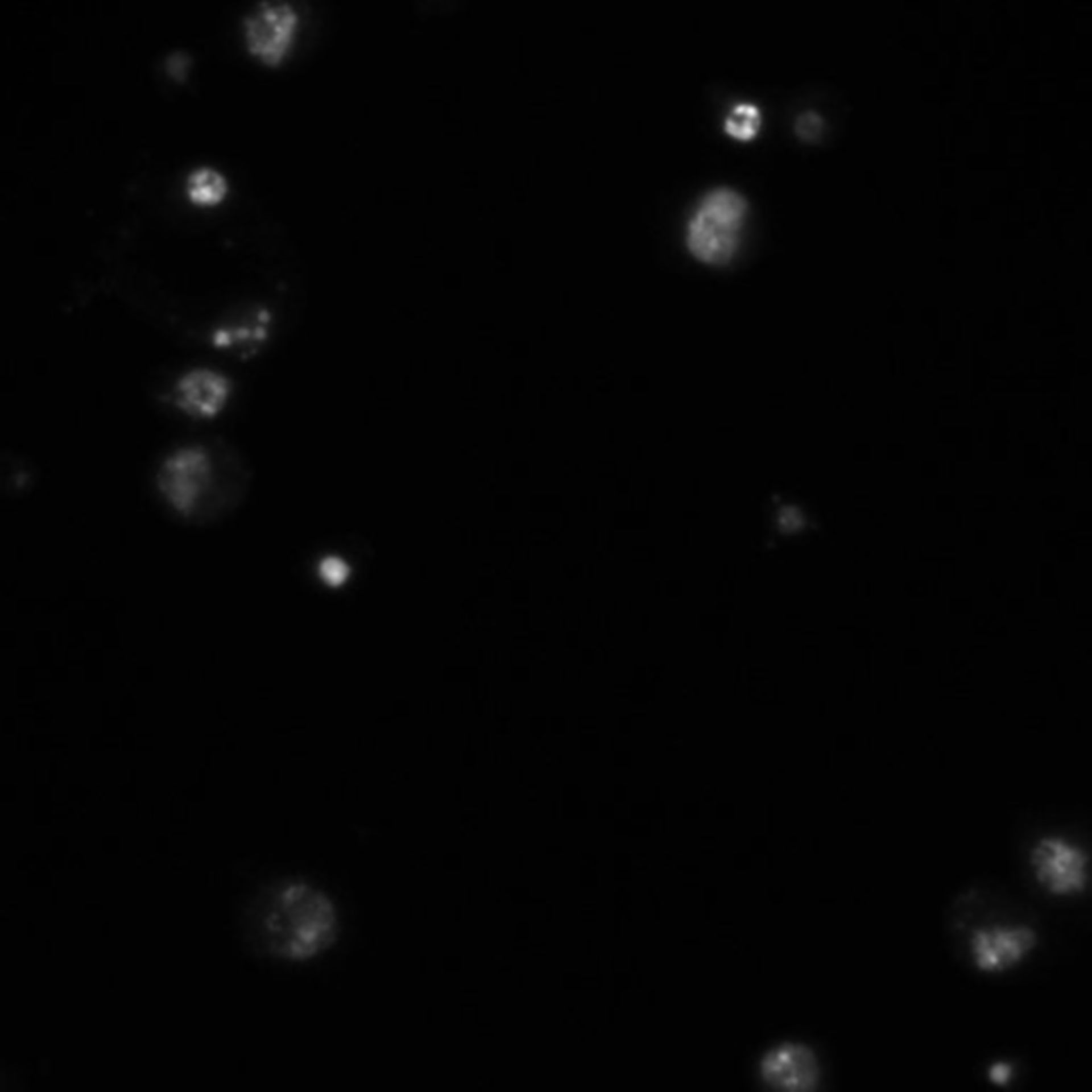 Drosophila melanogaster (DNA) - CIL:21754