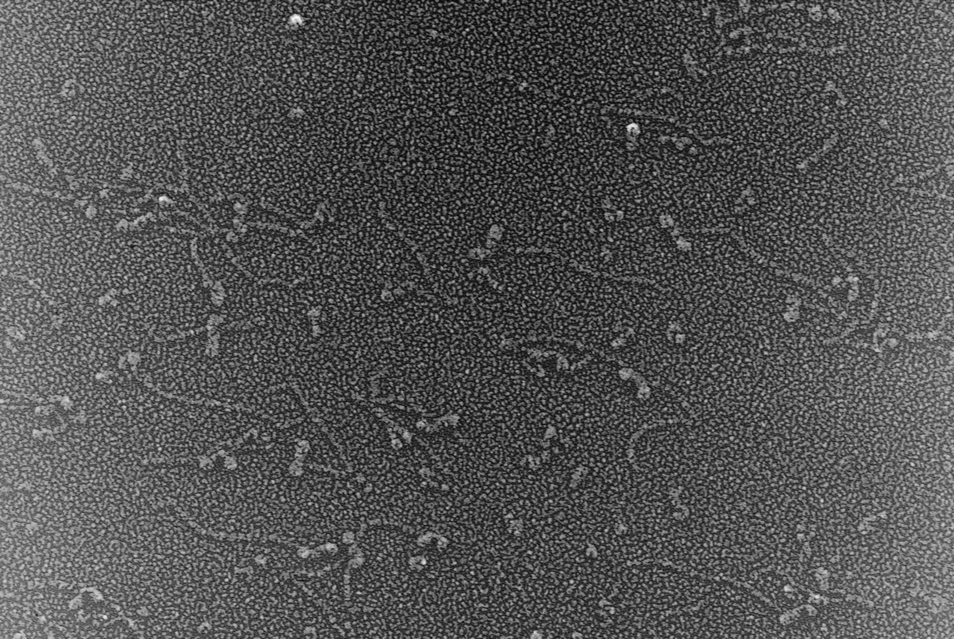 Oryctolagus cuniculus (Cytoskeleton) - CIL:832