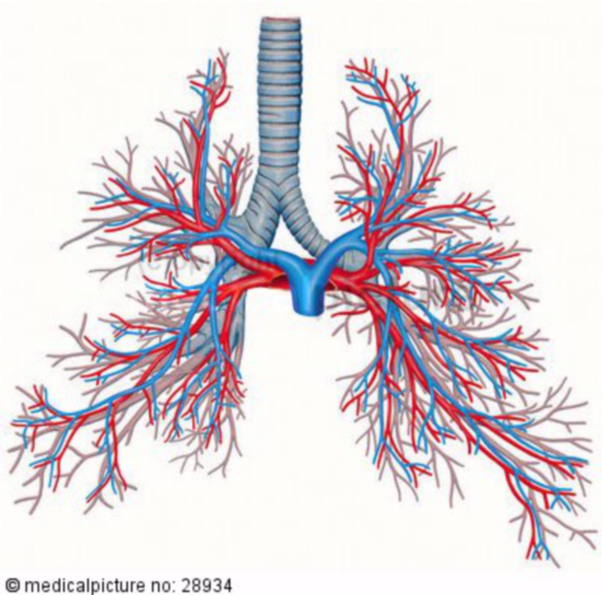 Bronchialbaum und Lungengefäße