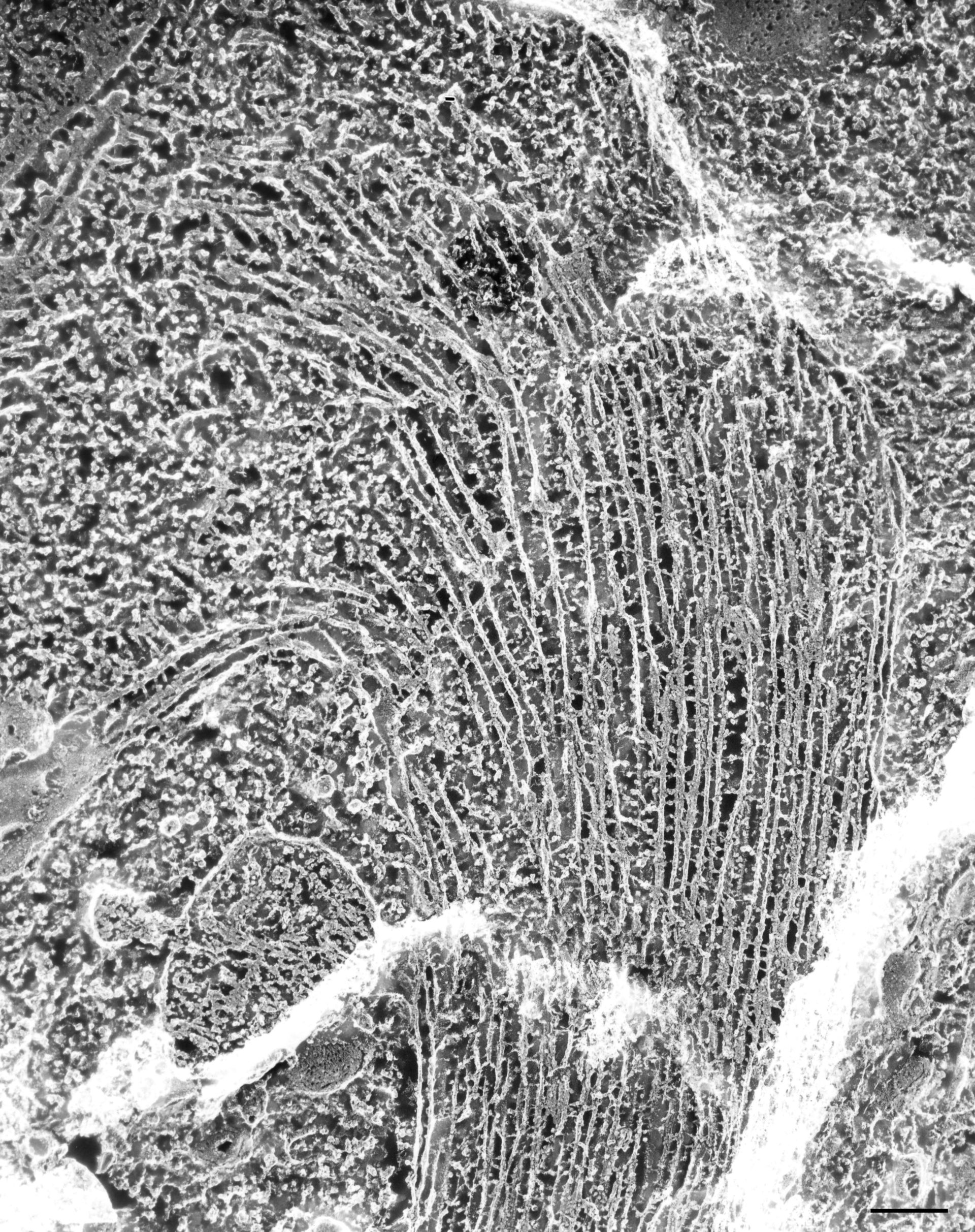 Paramecium multimicronucleatum (Microtubule) - CIL:36652