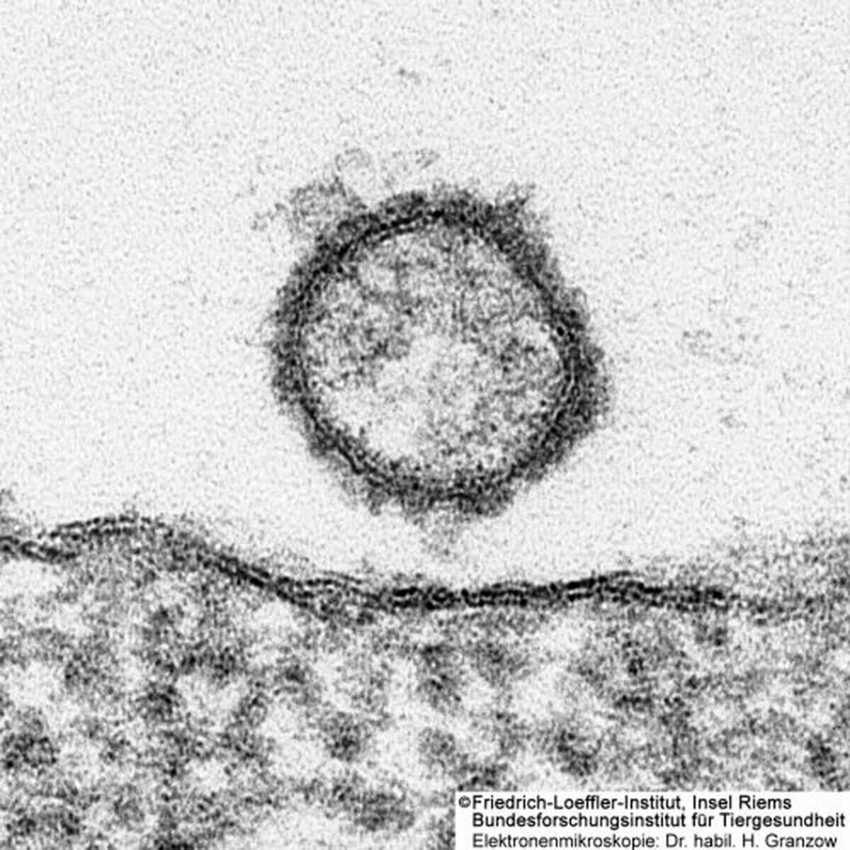 Schmallenberg-Virus