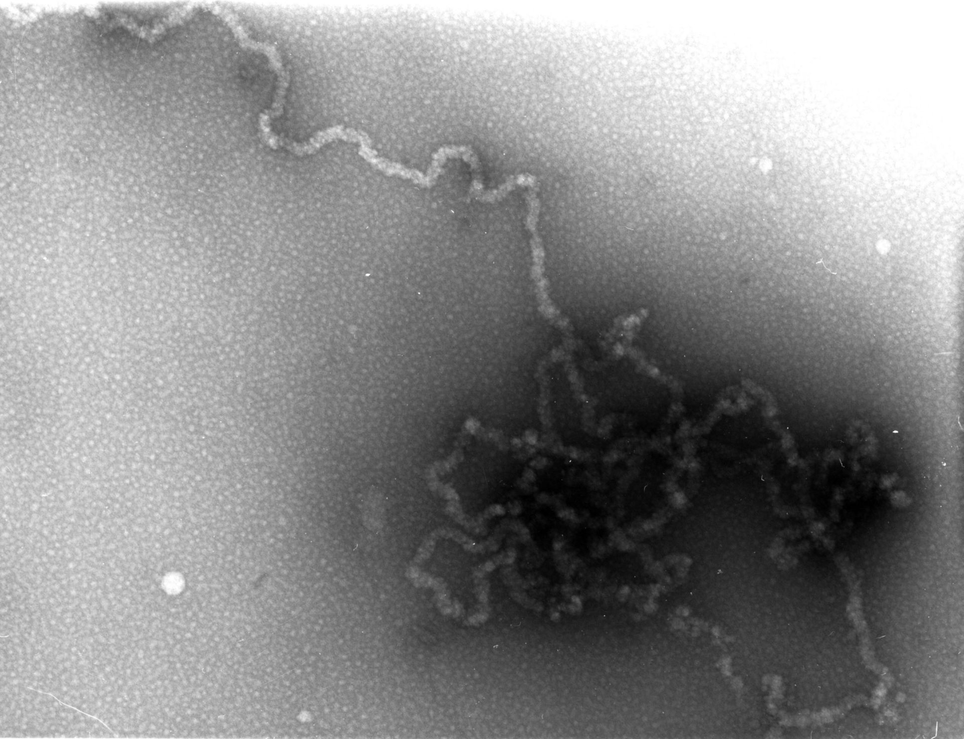Notopthalmus viridescens (Nuclear chromatin) - CIL:7350