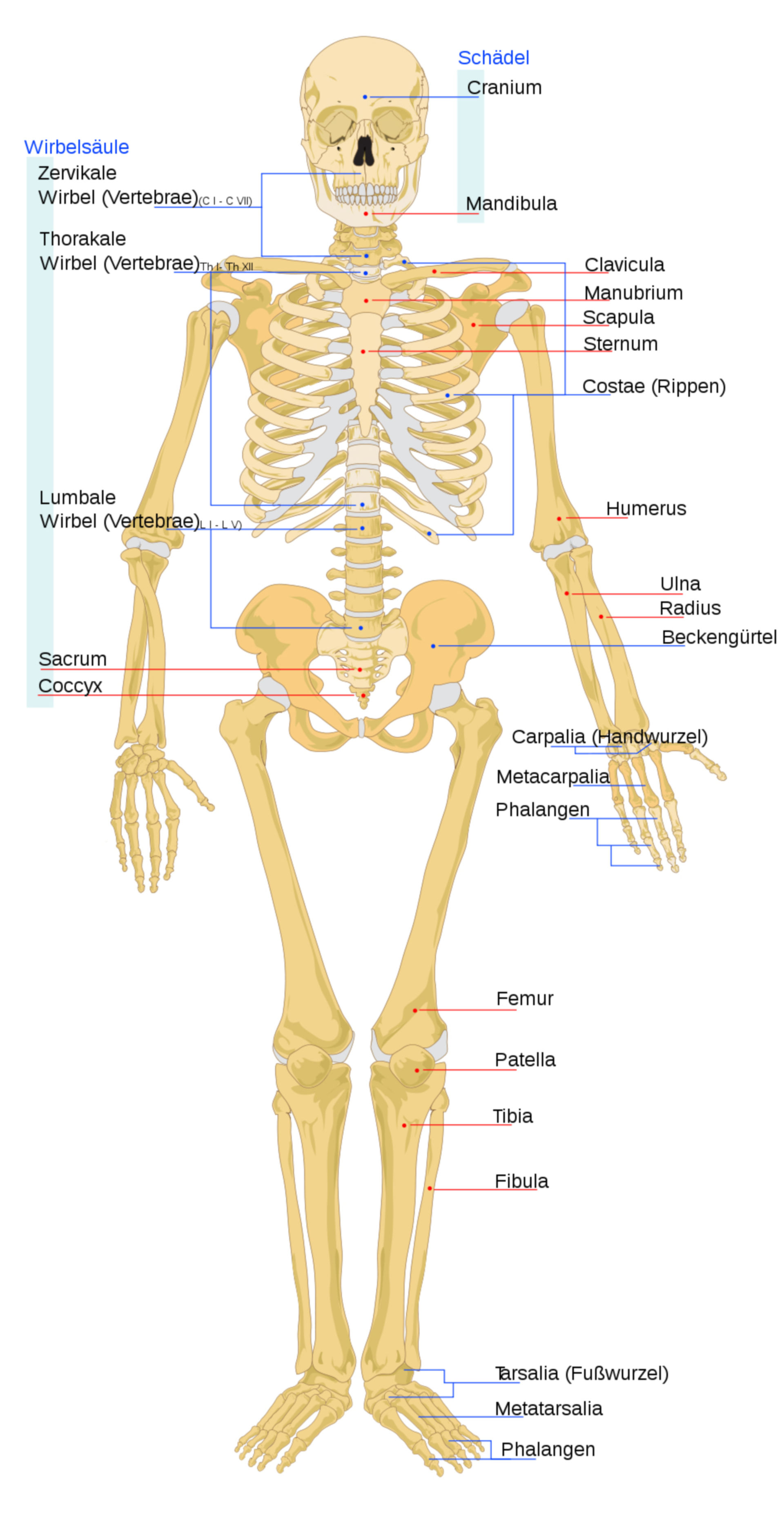Menschliches Skelett (Frontansicht)