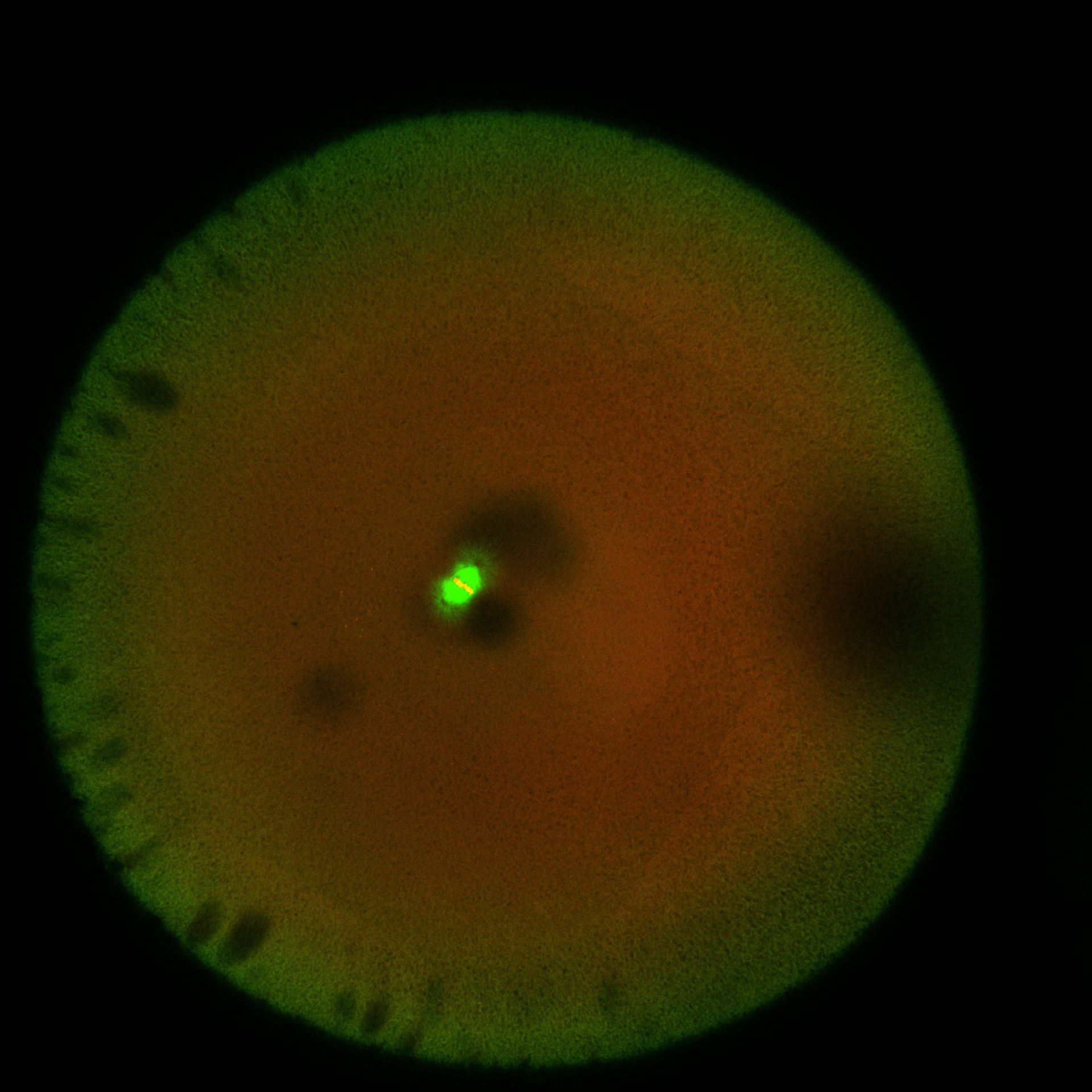 Xenopus laevis (DNA) - CIL:36551