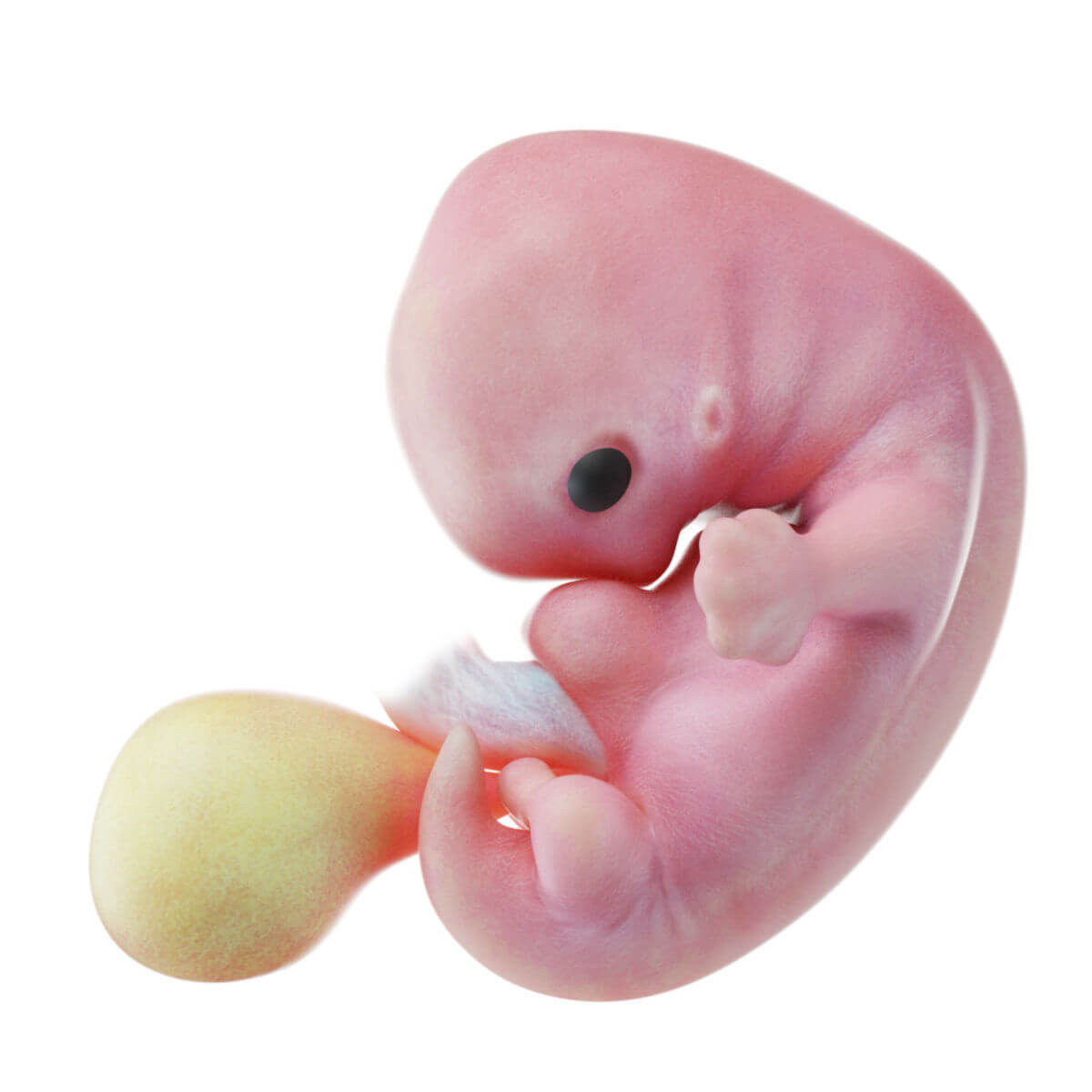 Embryogenese (7. SSW)