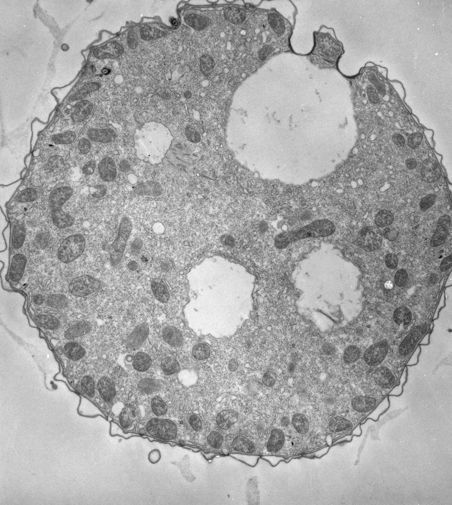 Tetrahymena pyriformis (Cell cortex) - CIL:39792