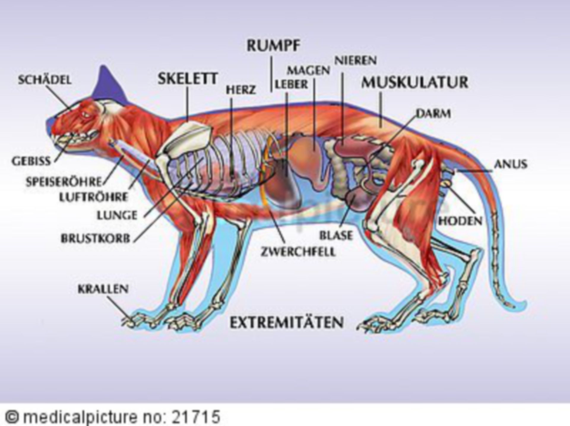  Katze, Anatomie 
