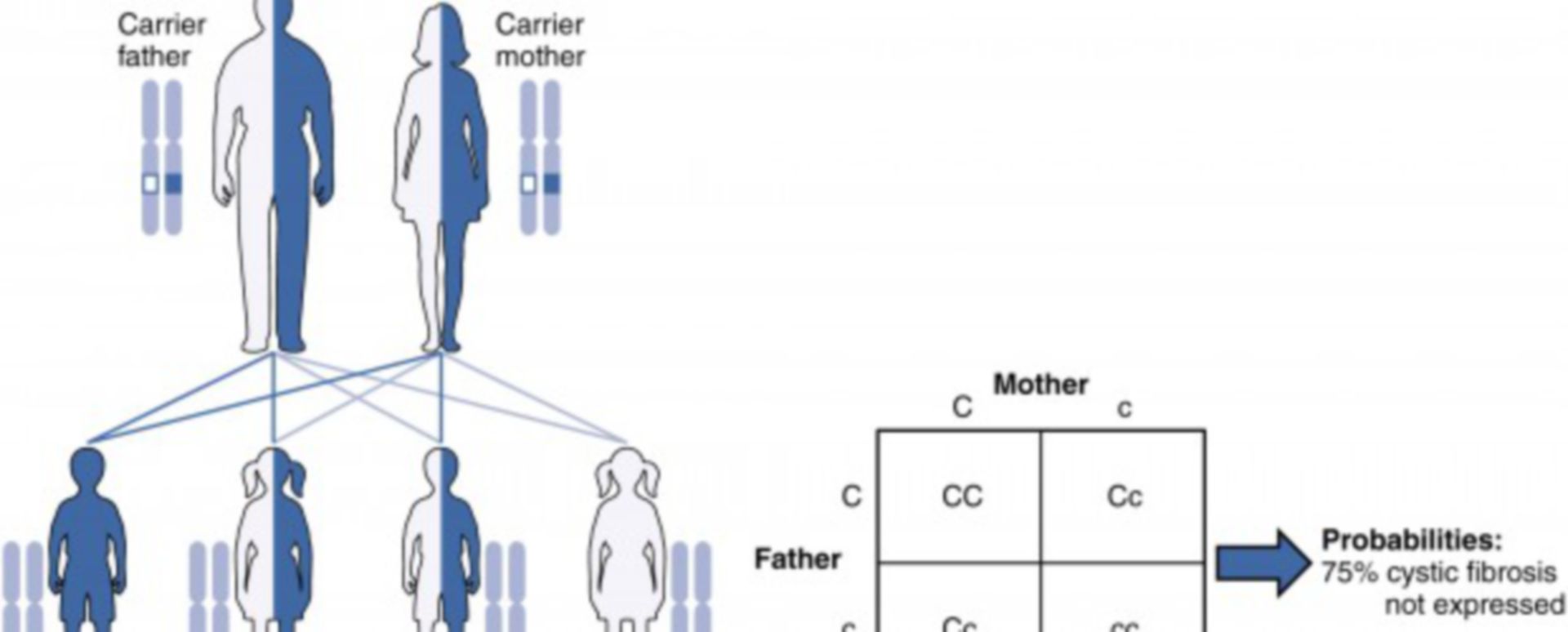 Vererbung und humangenetische Beratung - DocCheck