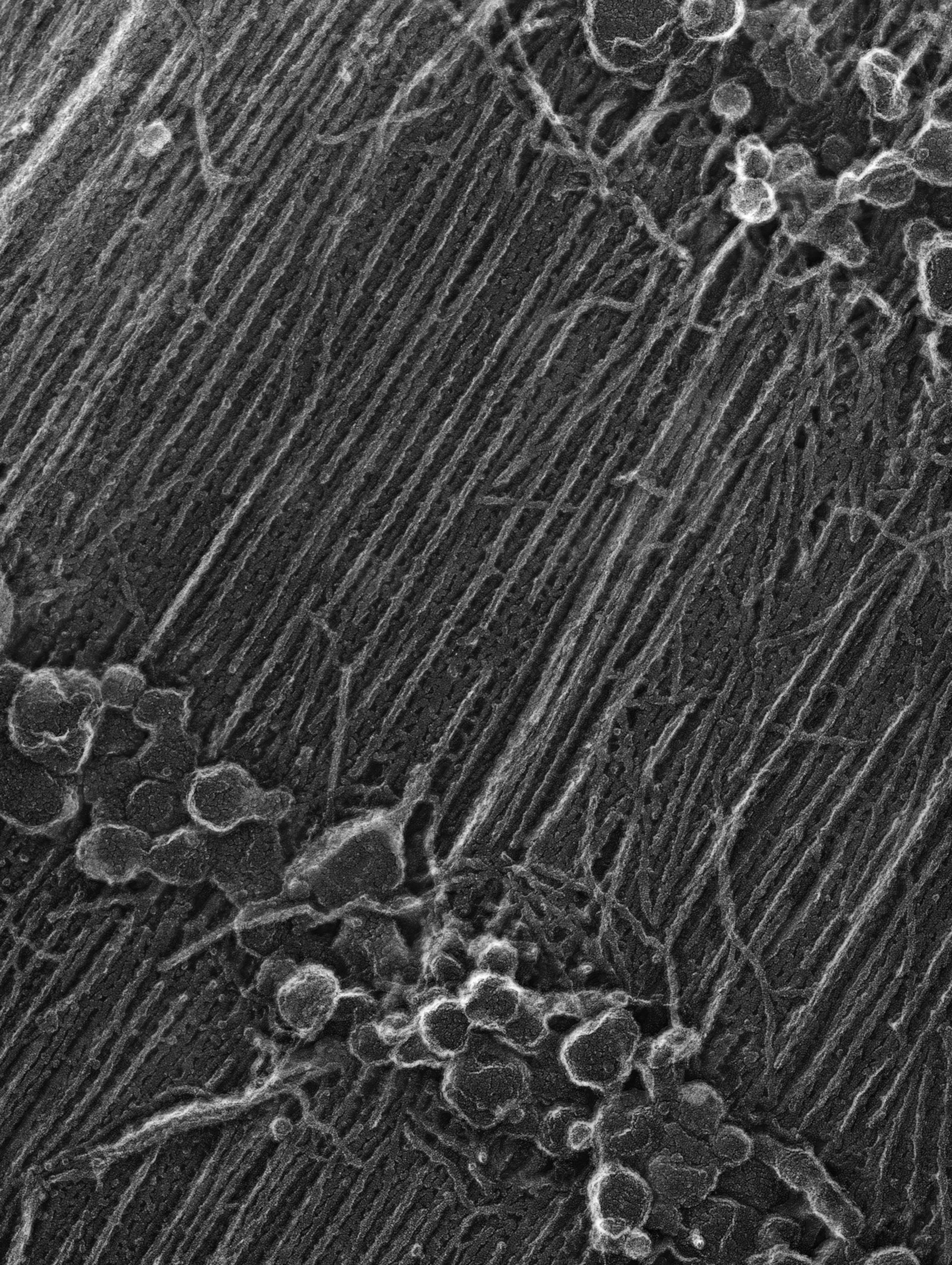 Damselfly (Sarcoplasmic reticulum) - CIL:36040