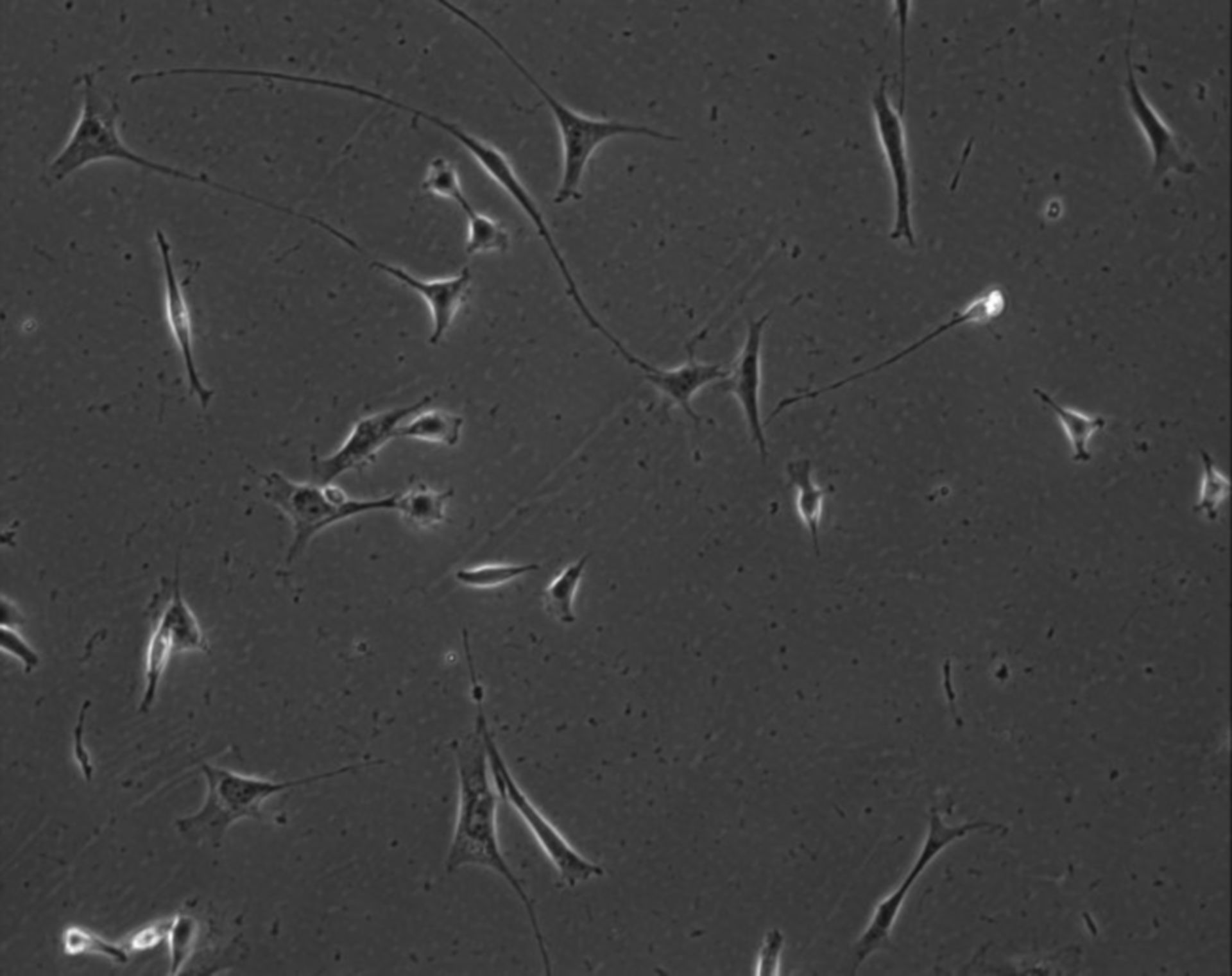 Mus musculus (Extracellular matrix part) - CIL:7828