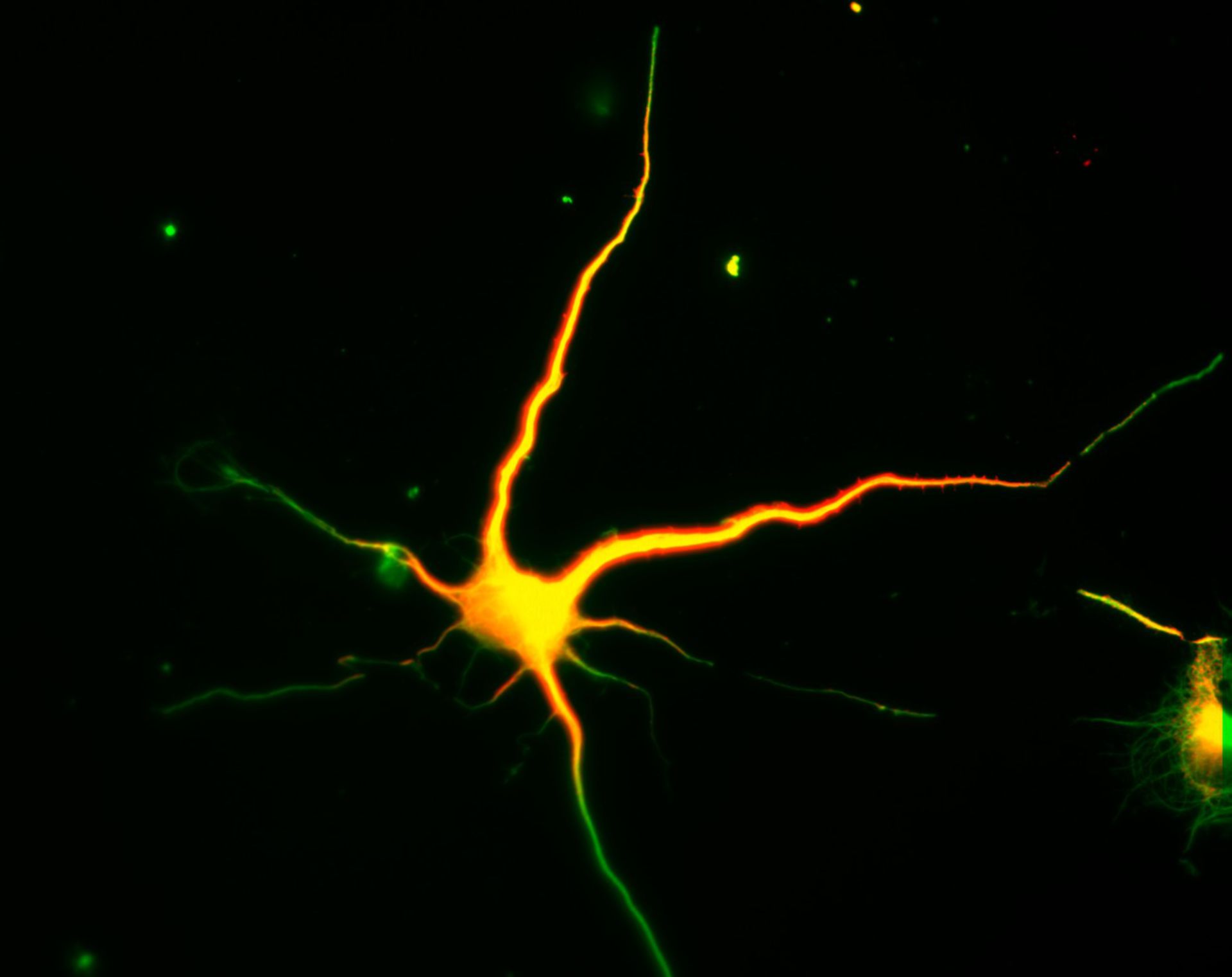 Rattus (Dendrite) - CIL:8267
