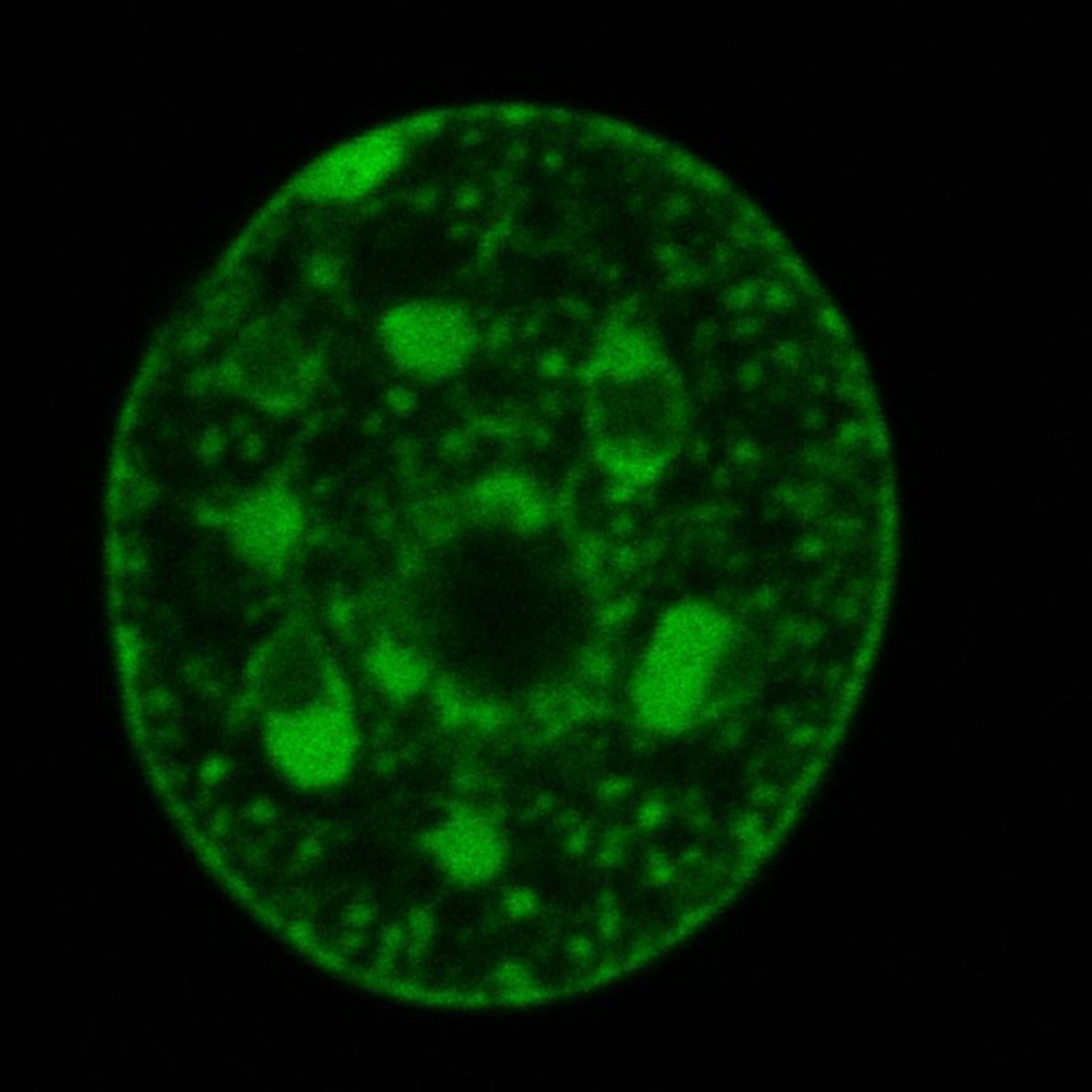 Mus musculus (Nuclear chromatin) - CIL:7917