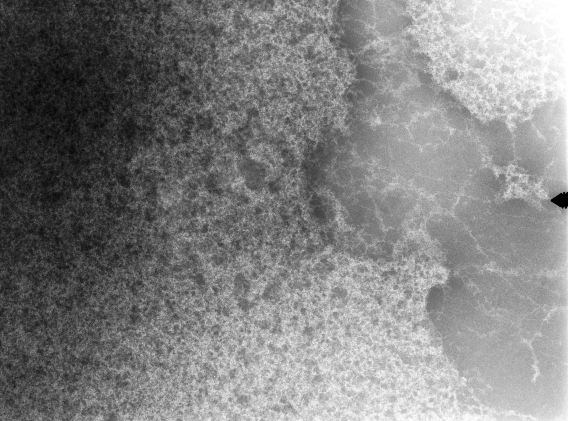 Notopthalmus viridescens (Nuclear chromatin) - CIL:9982