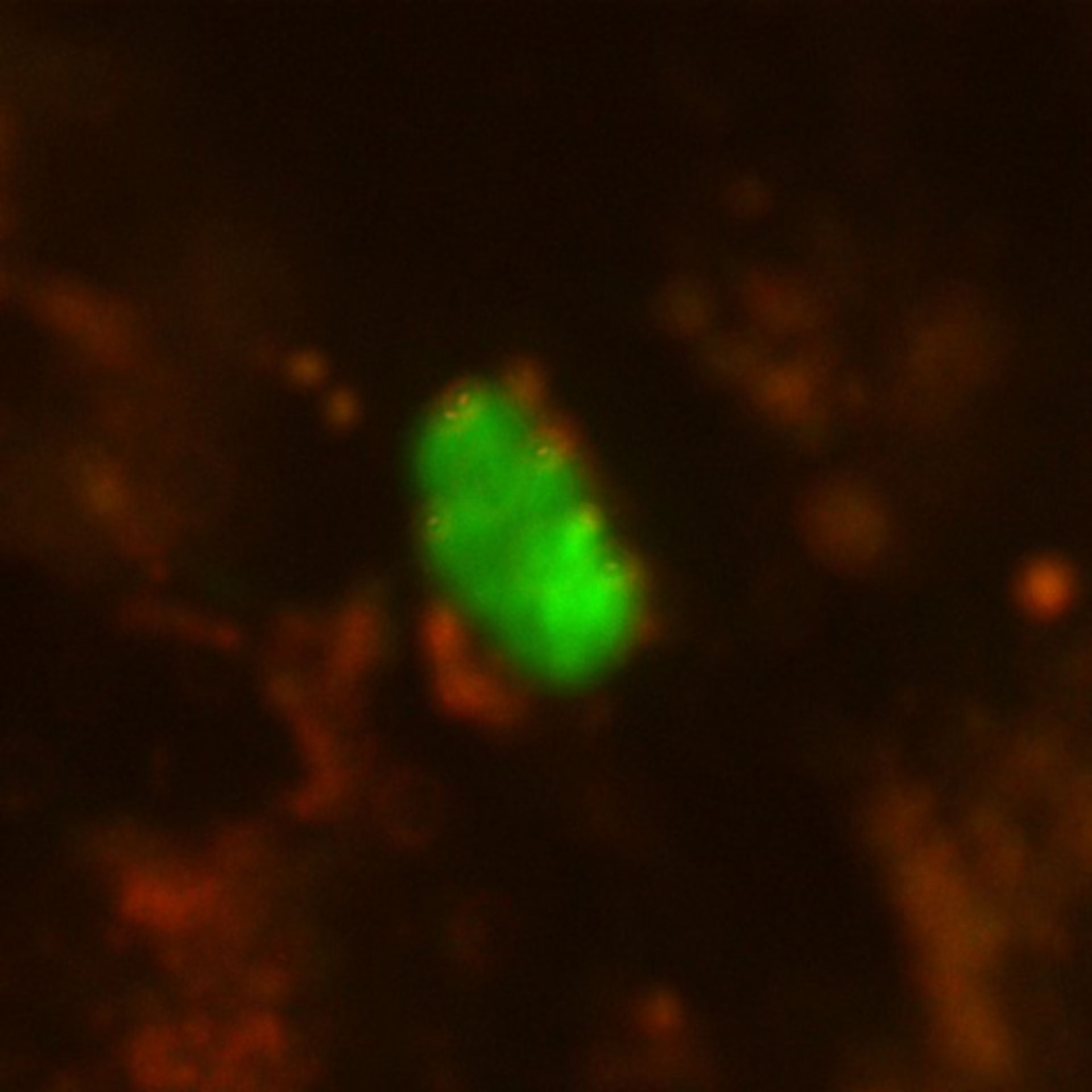 Toxoplasma gondii RH (Microtubule organizing center) - CIL:10457