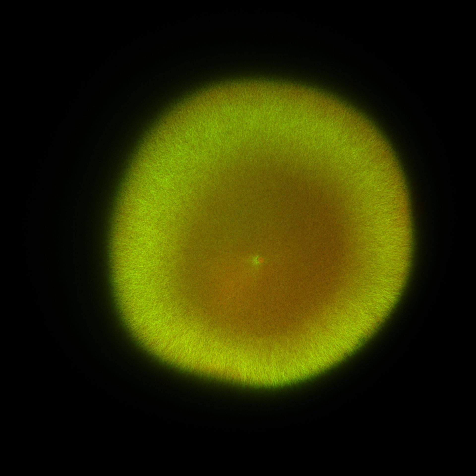 Xenopus laevis (DNA) - CIL:36467