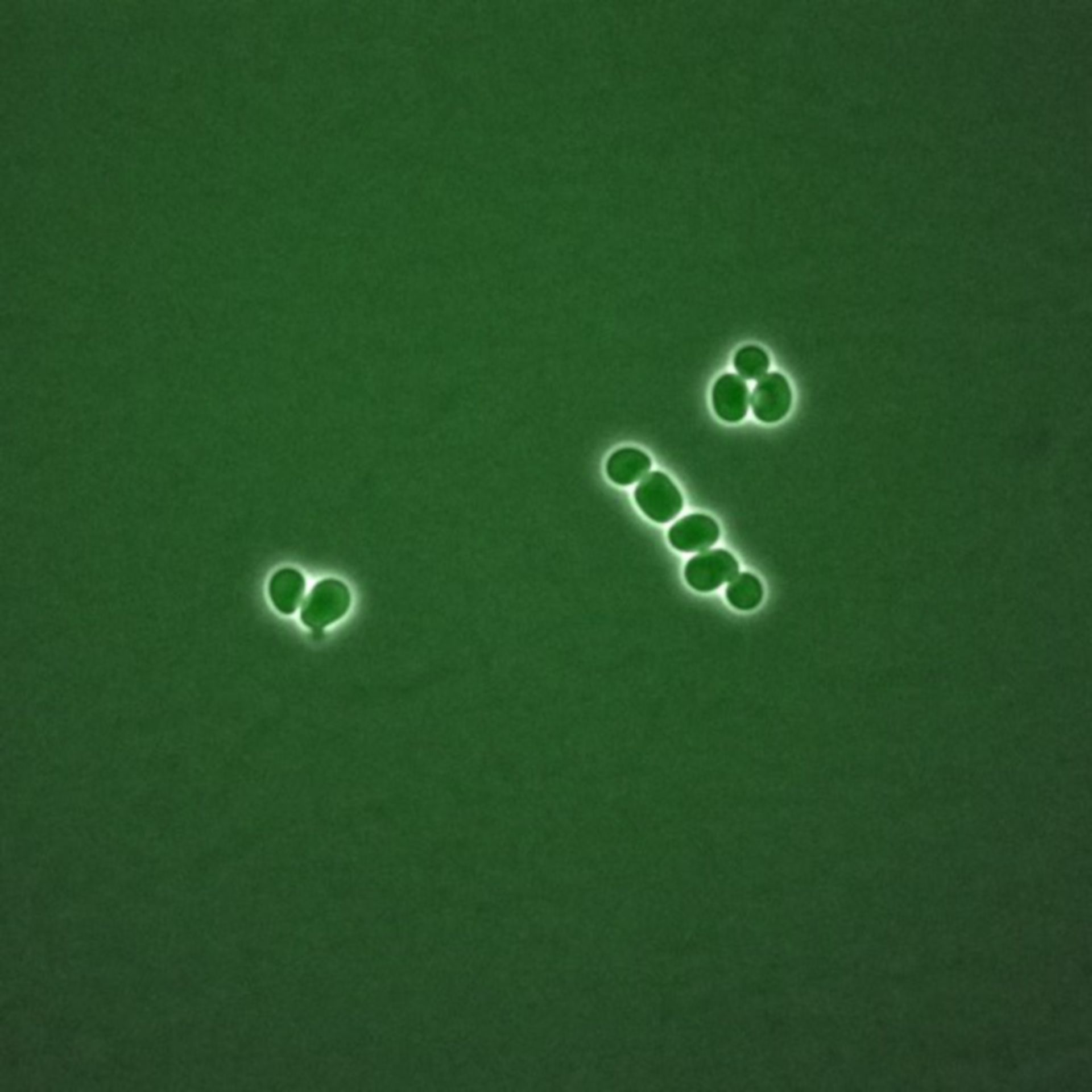 Saccharomyces cerevisiae (BUB2 protein) - CIL:35726