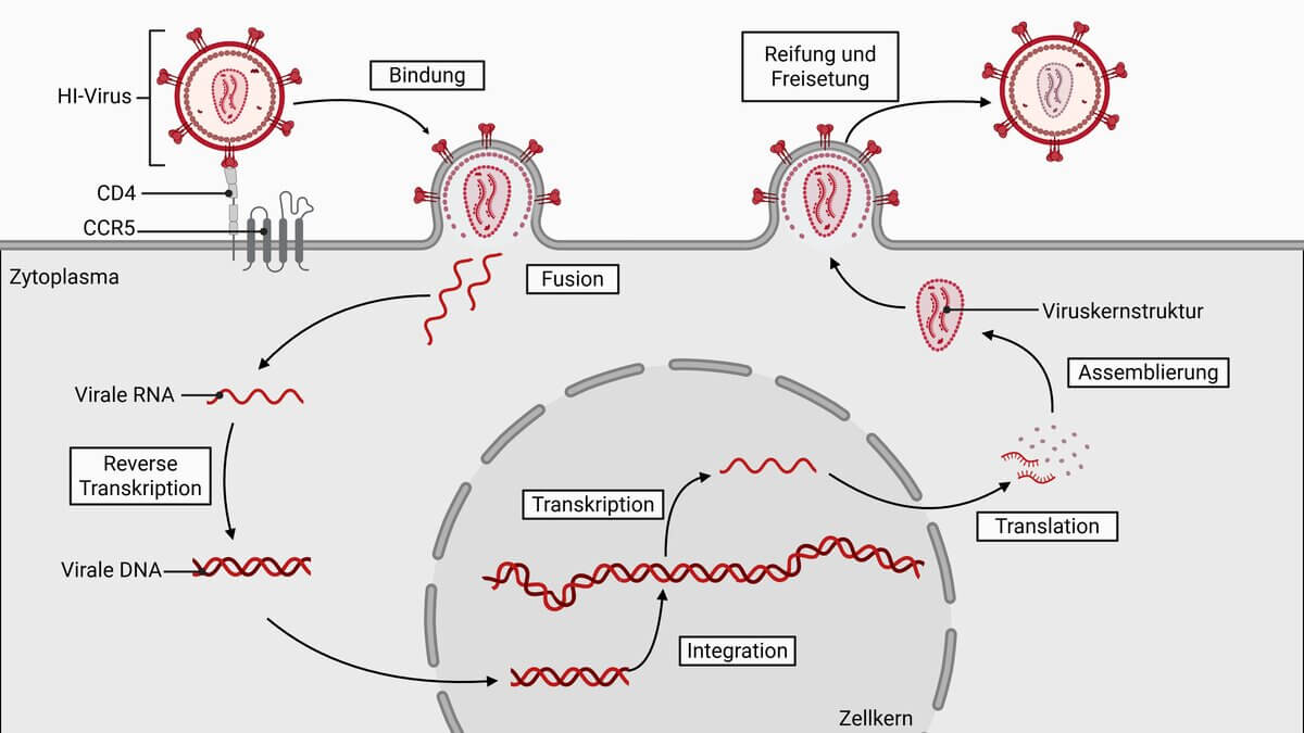 Schematische Darstellung des HIV Zyklus