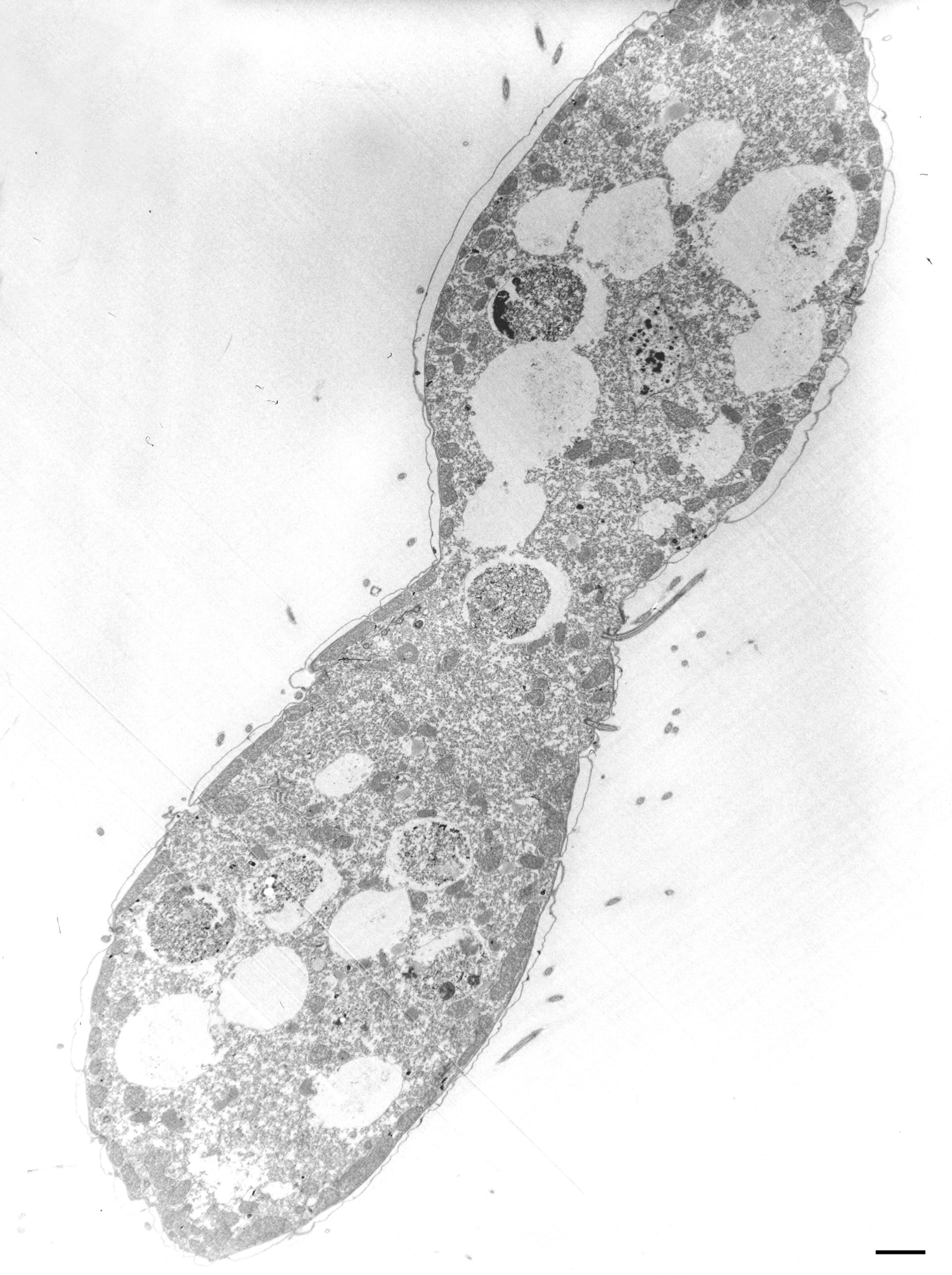 Tetrahymena pyriformis (Cellula) - CIL:36240