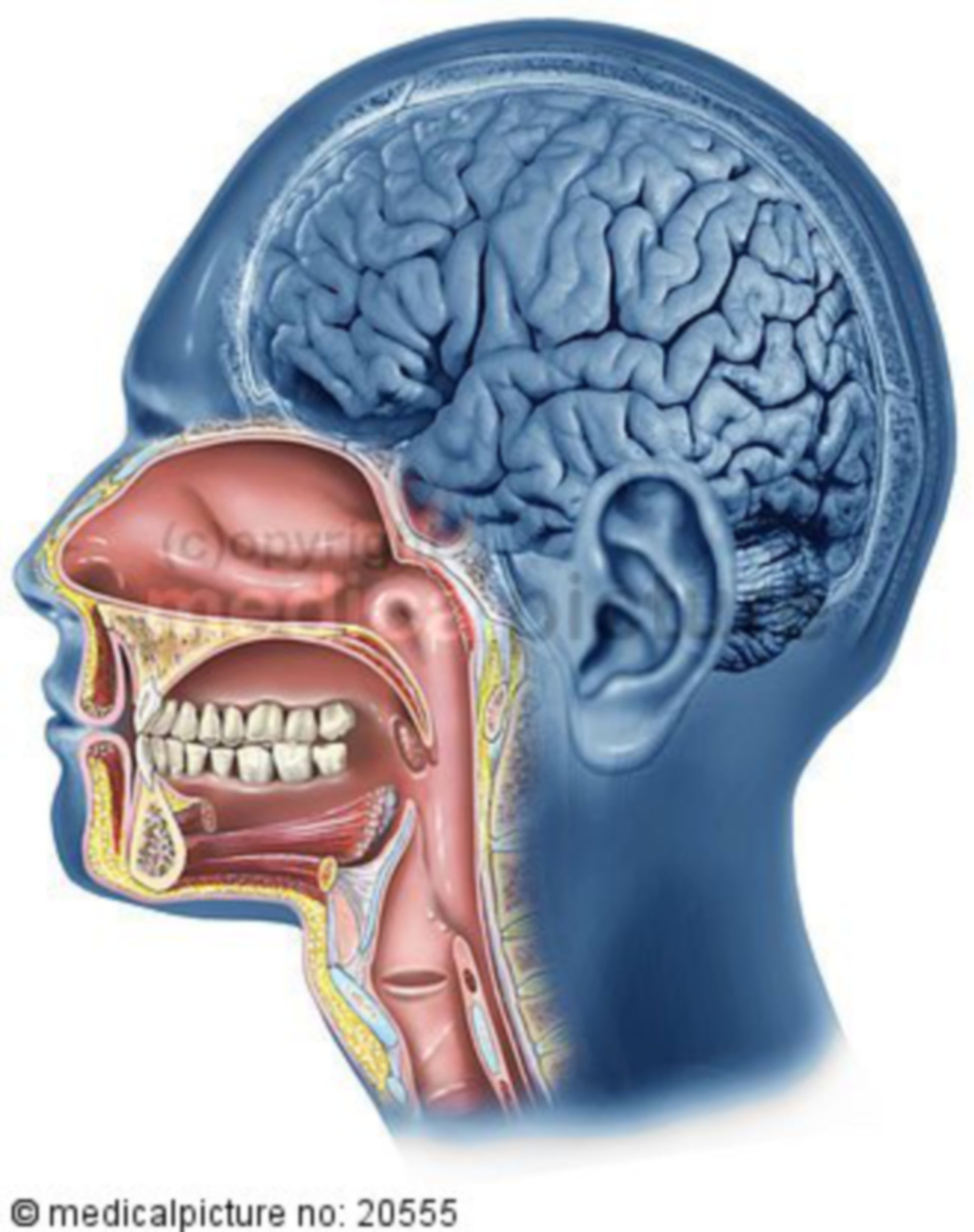  Kopf Gehirn brain head Zähne teeth 
