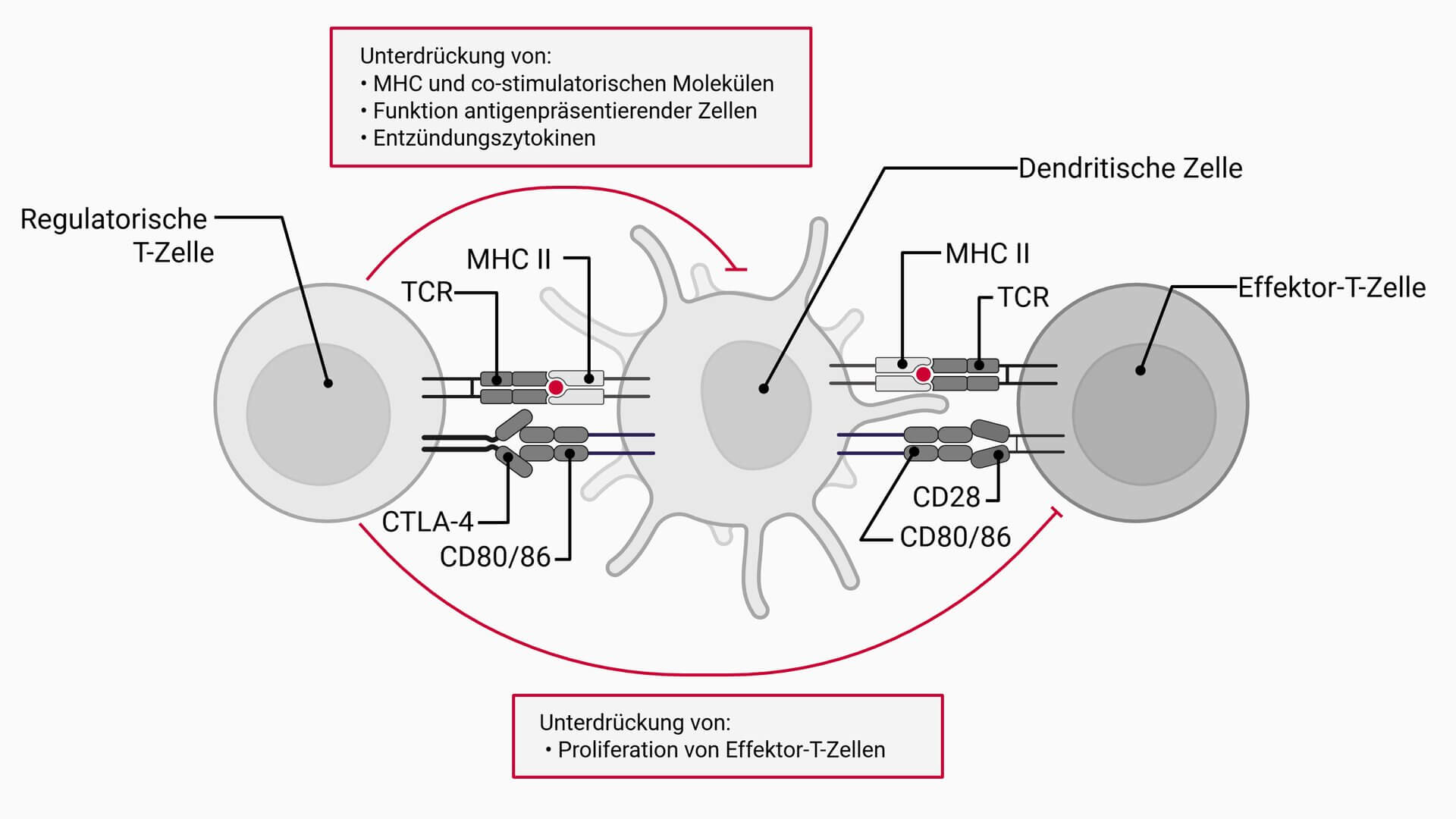 Regulatorische T-Zelle