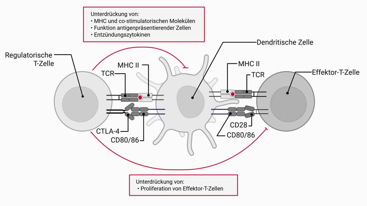 Regulatorische T-Zelle