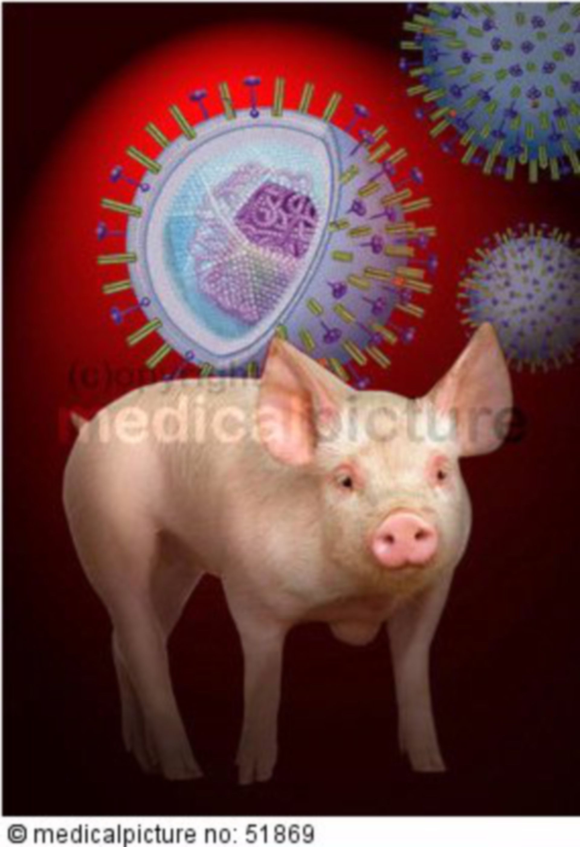  Variation des Schweinegrippevirus 

