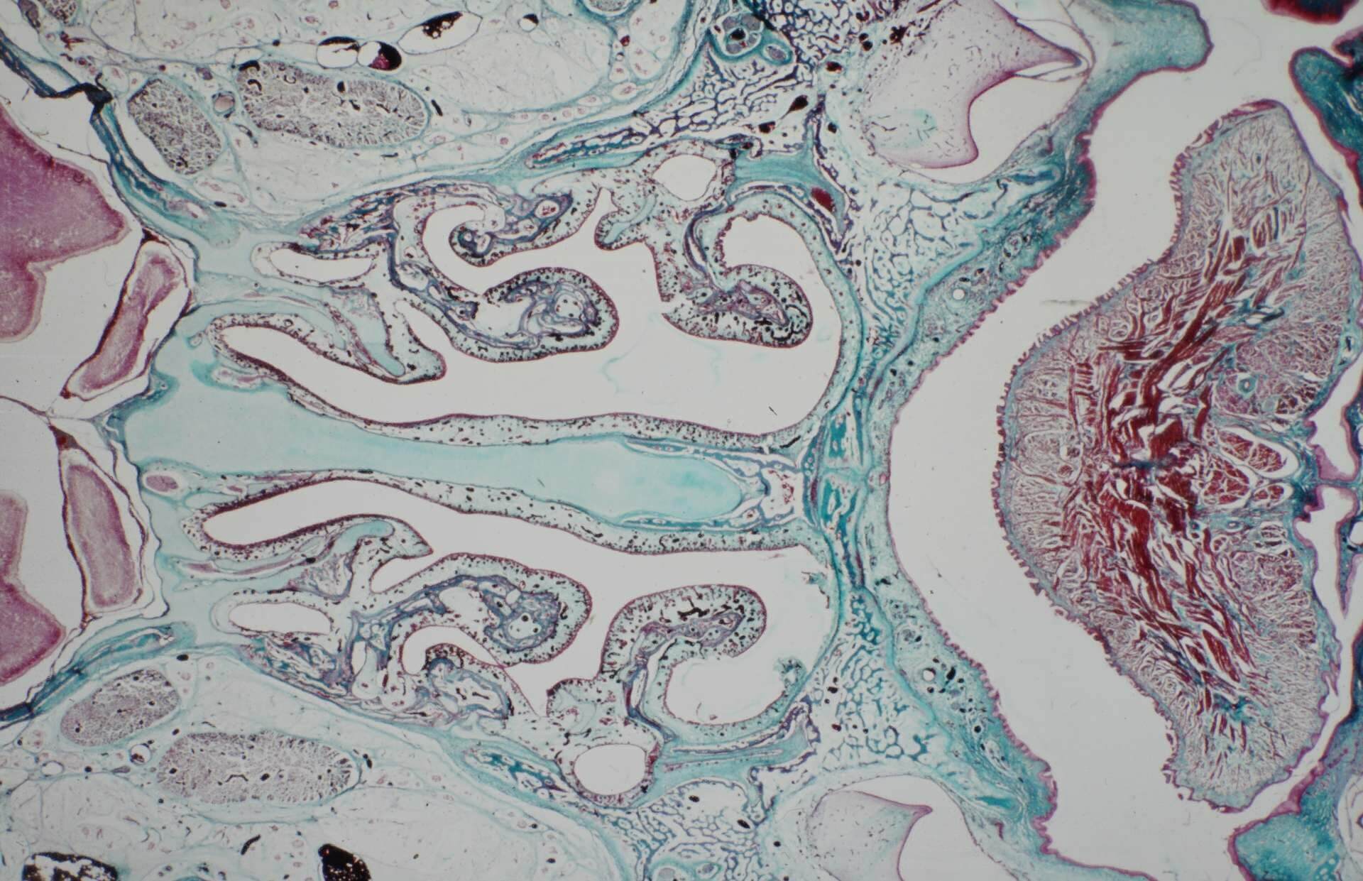 Histologiepräparat der Nasenhöhle