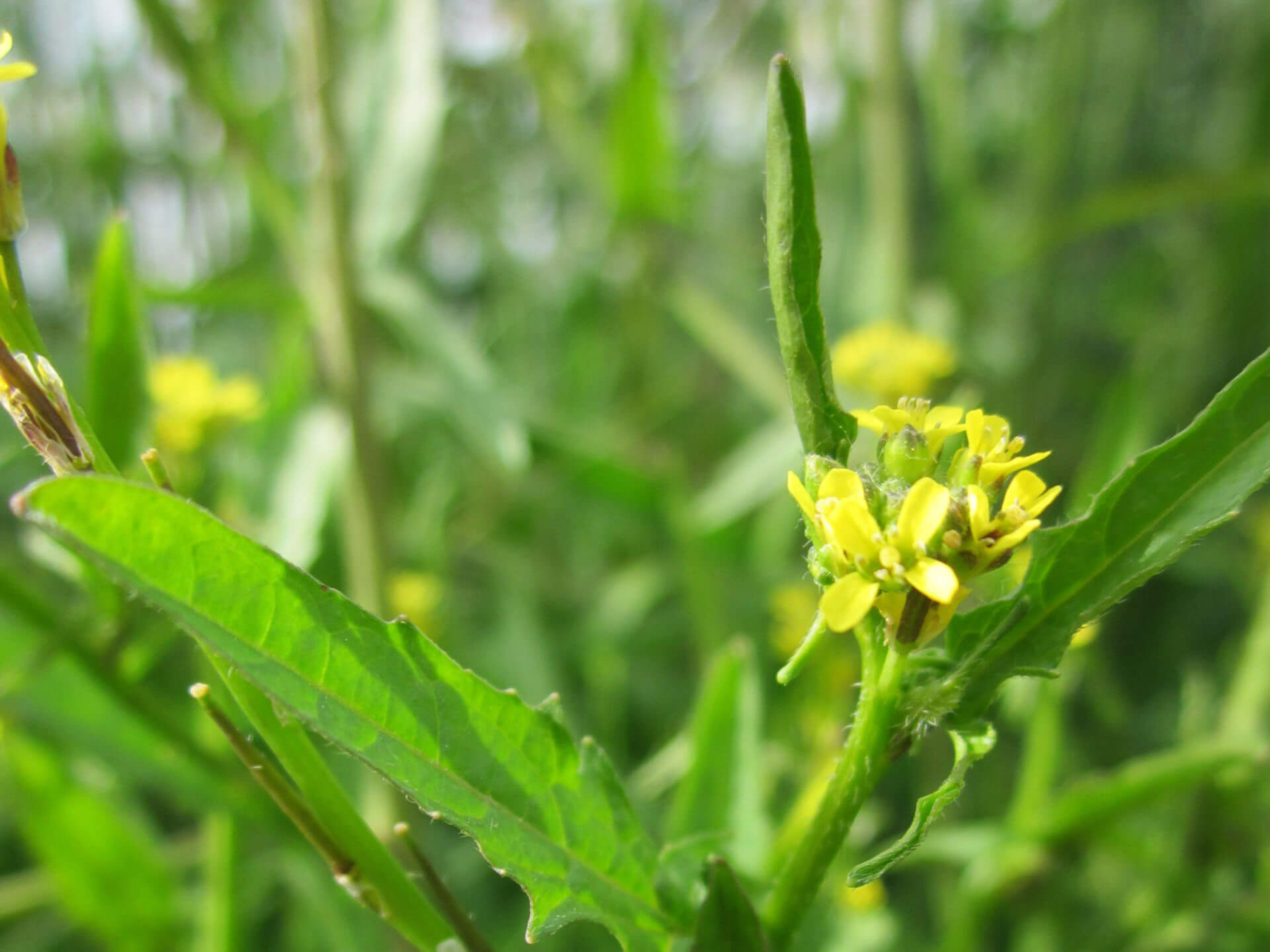 Sisymbrium officinale