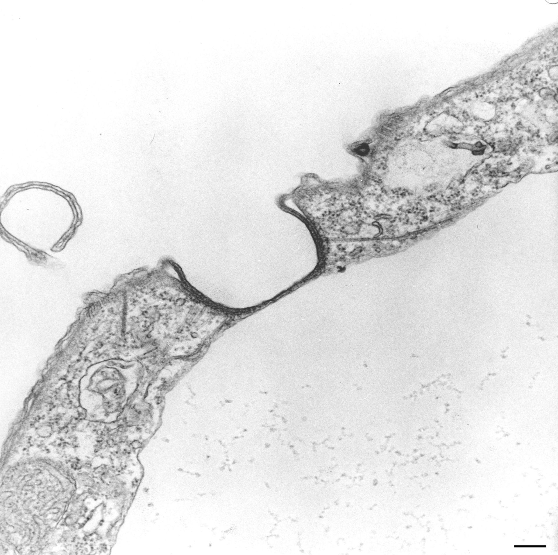 Tetrahymena pyriformis (Microtubule associated complex) - CIL:130