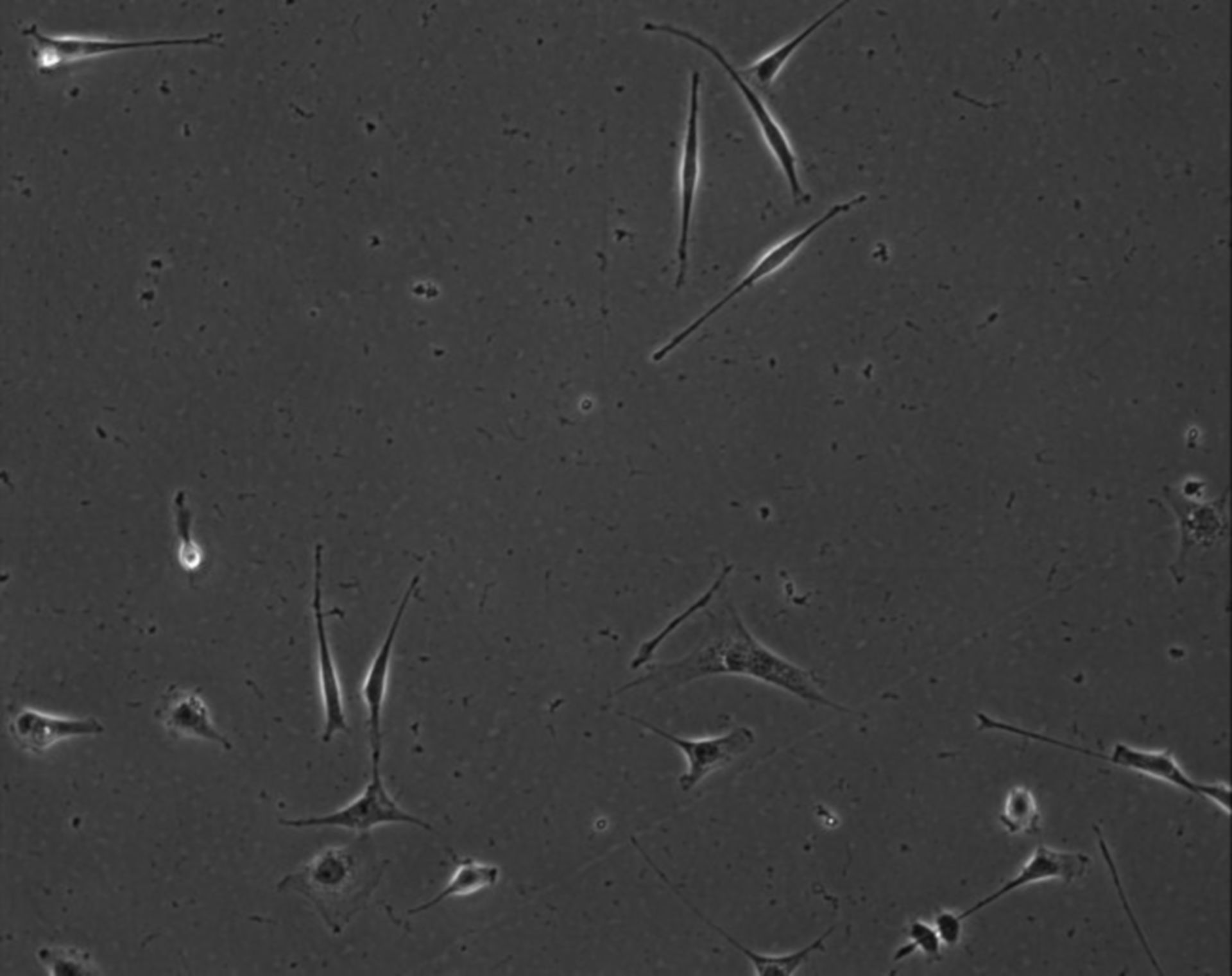 Mus musculus (Extracellular matrix part) - CIL:8850