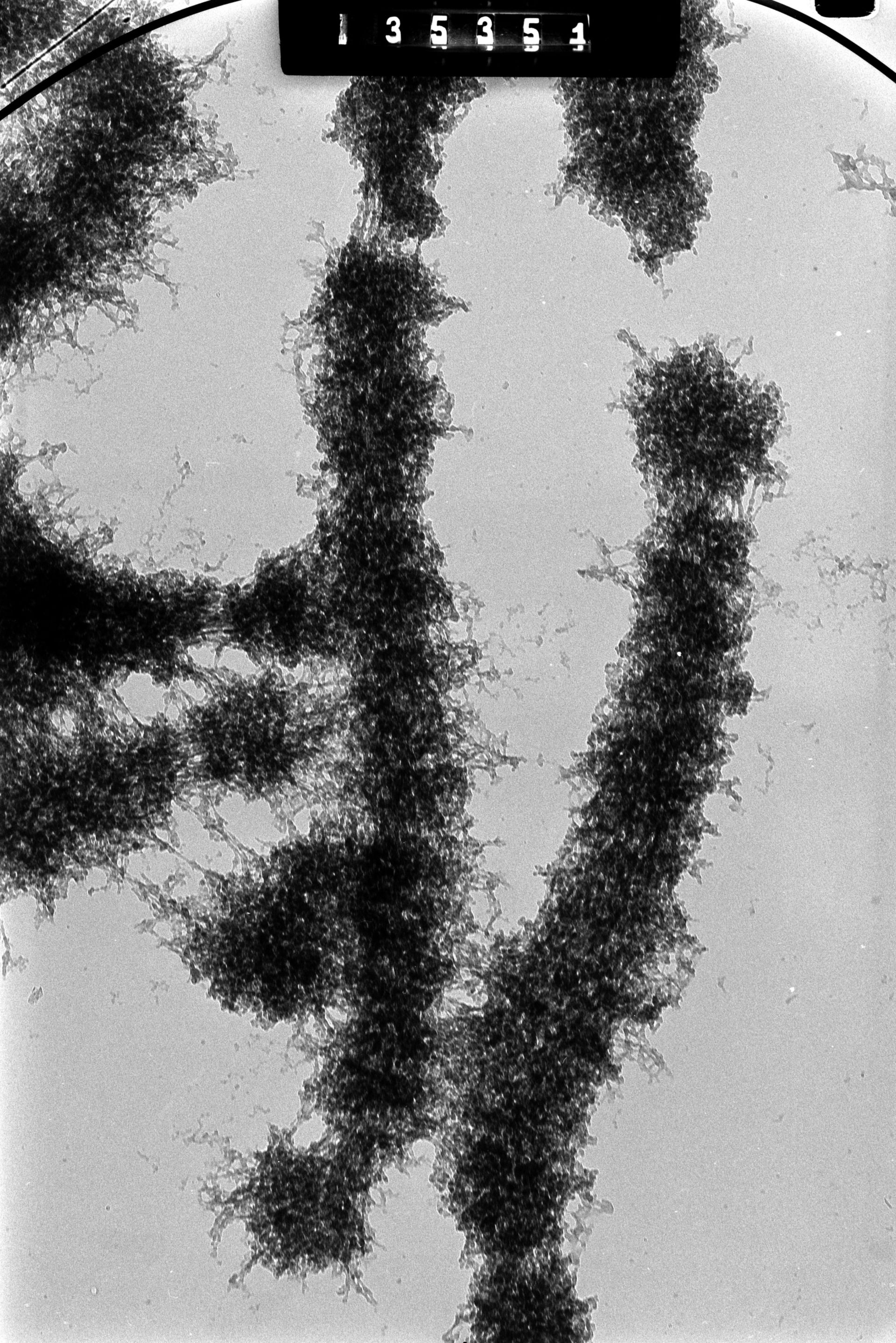 Cricetulus griseus (Nuclear chromosome) - CIL:41605