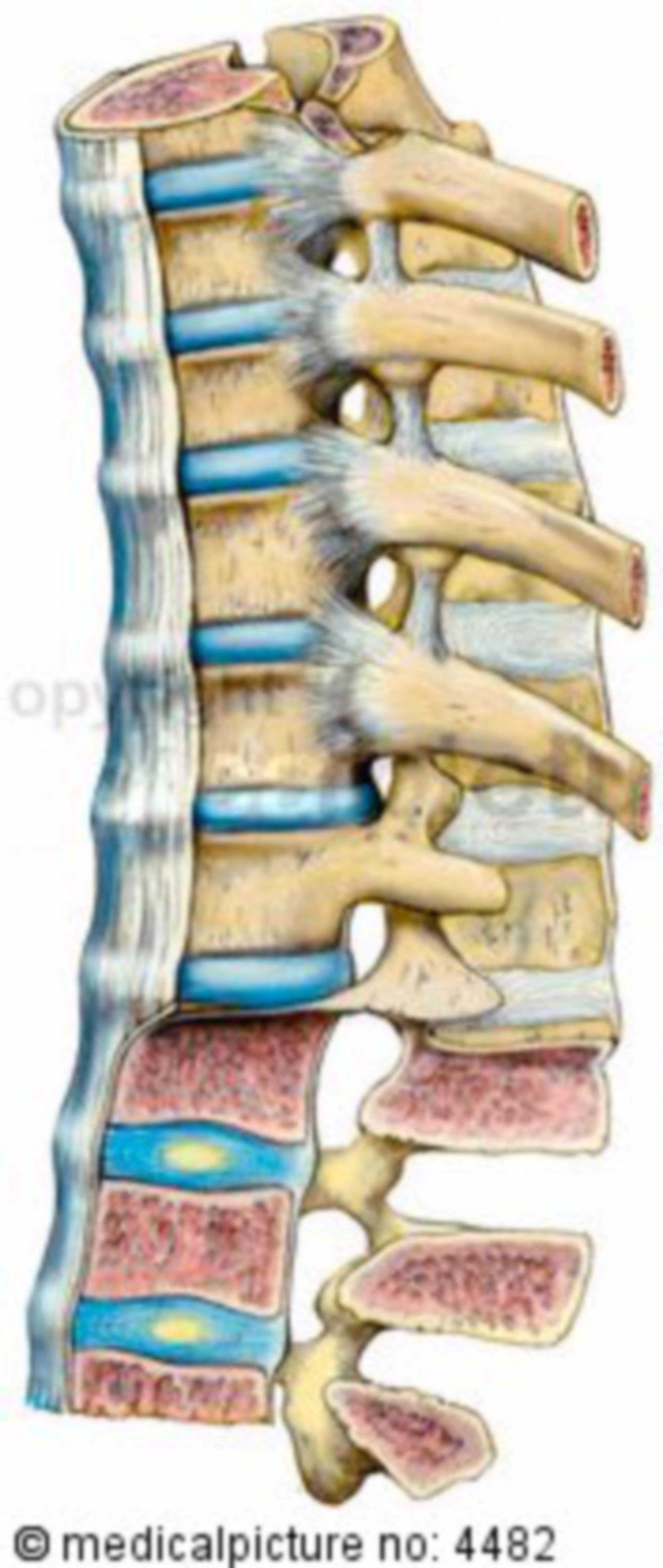 Thoracic spine
