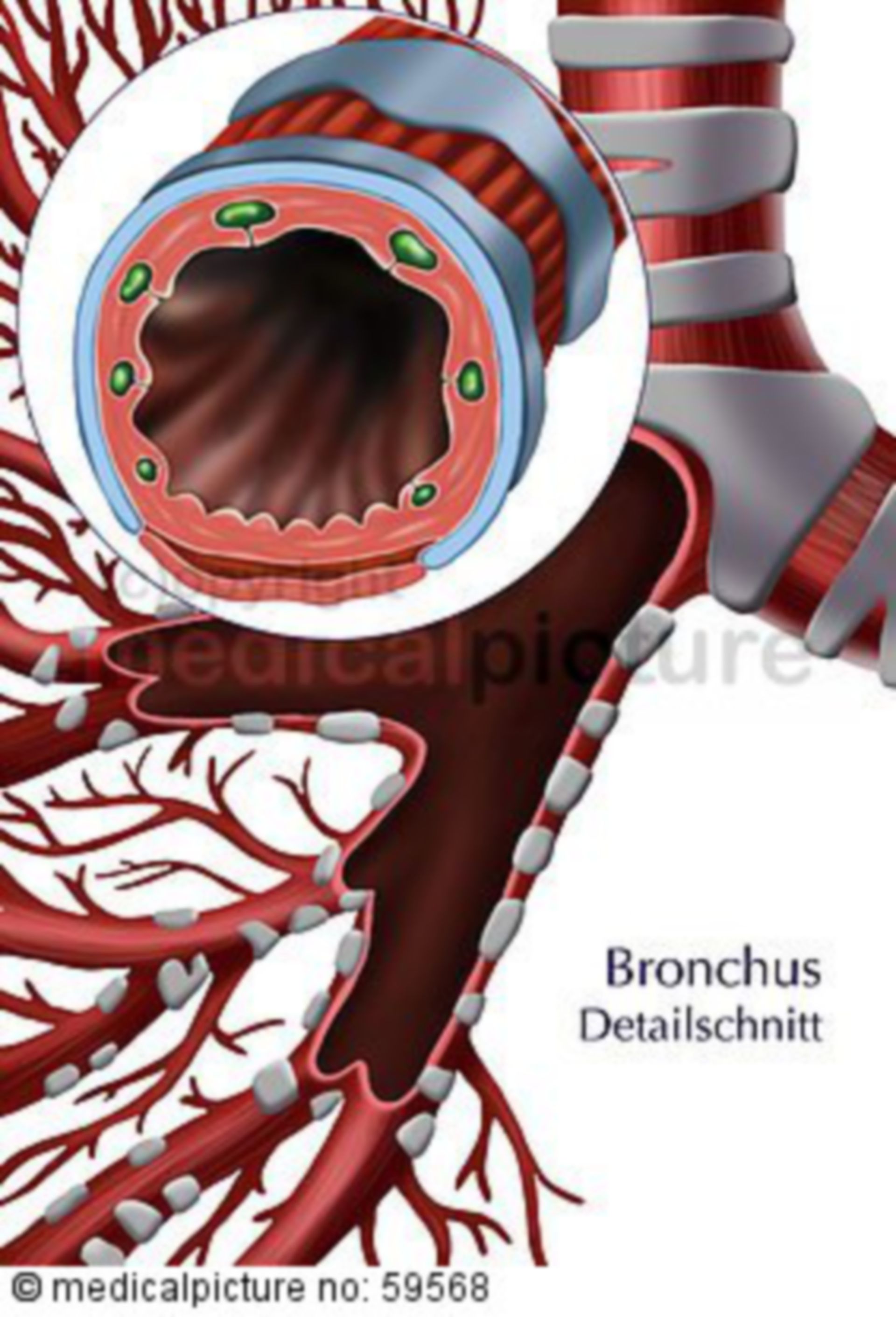  Bronchialbaum und Bronchus 
