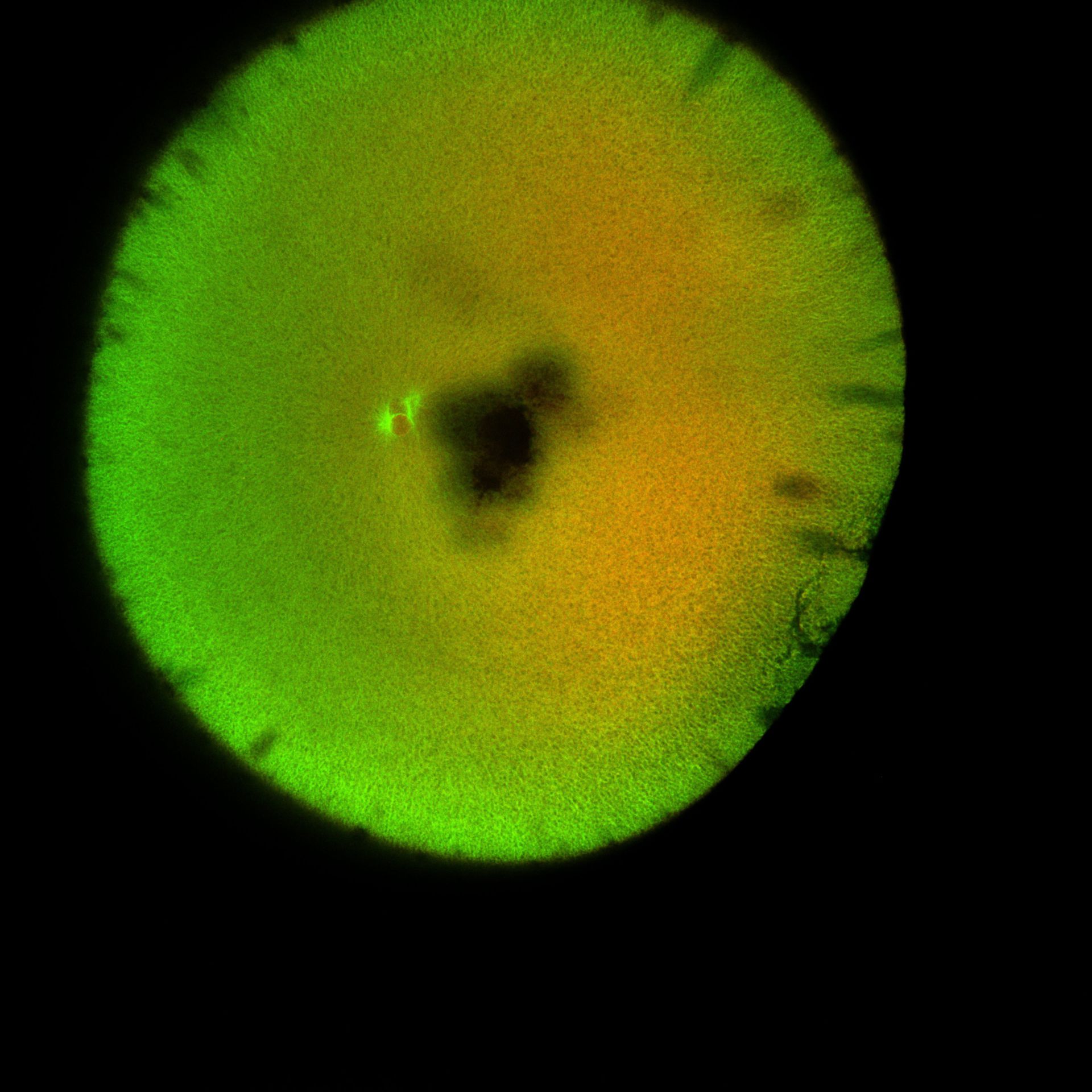 Xenopus laevis (DNA) - CIL:36518
