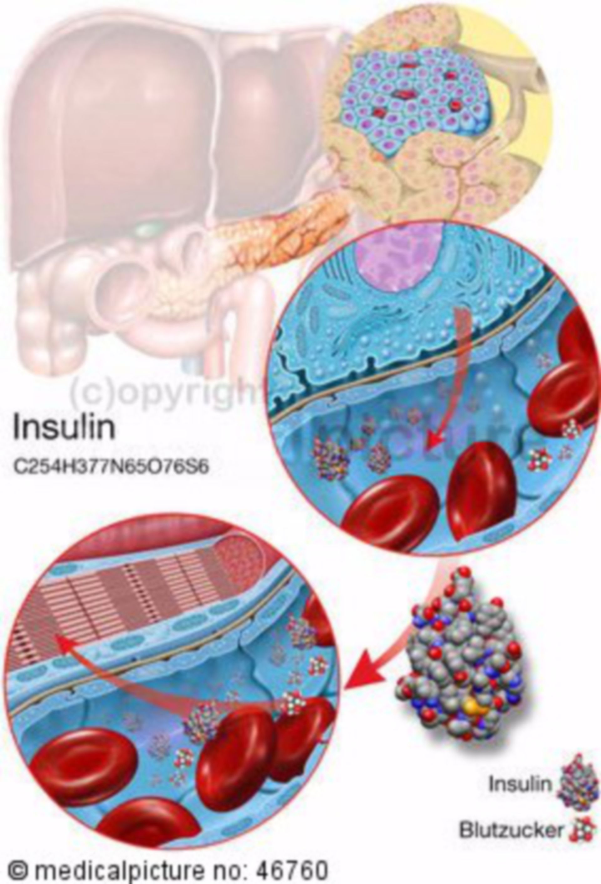 Insulin production of the beta-cells