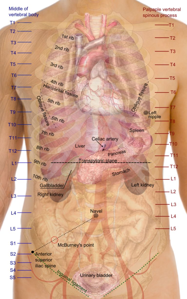 05 November - Thoracic Anatomy - 05 November 2019 APPH 3753 Thoracic Anatomy  o Transthoracic plane – - Studocu