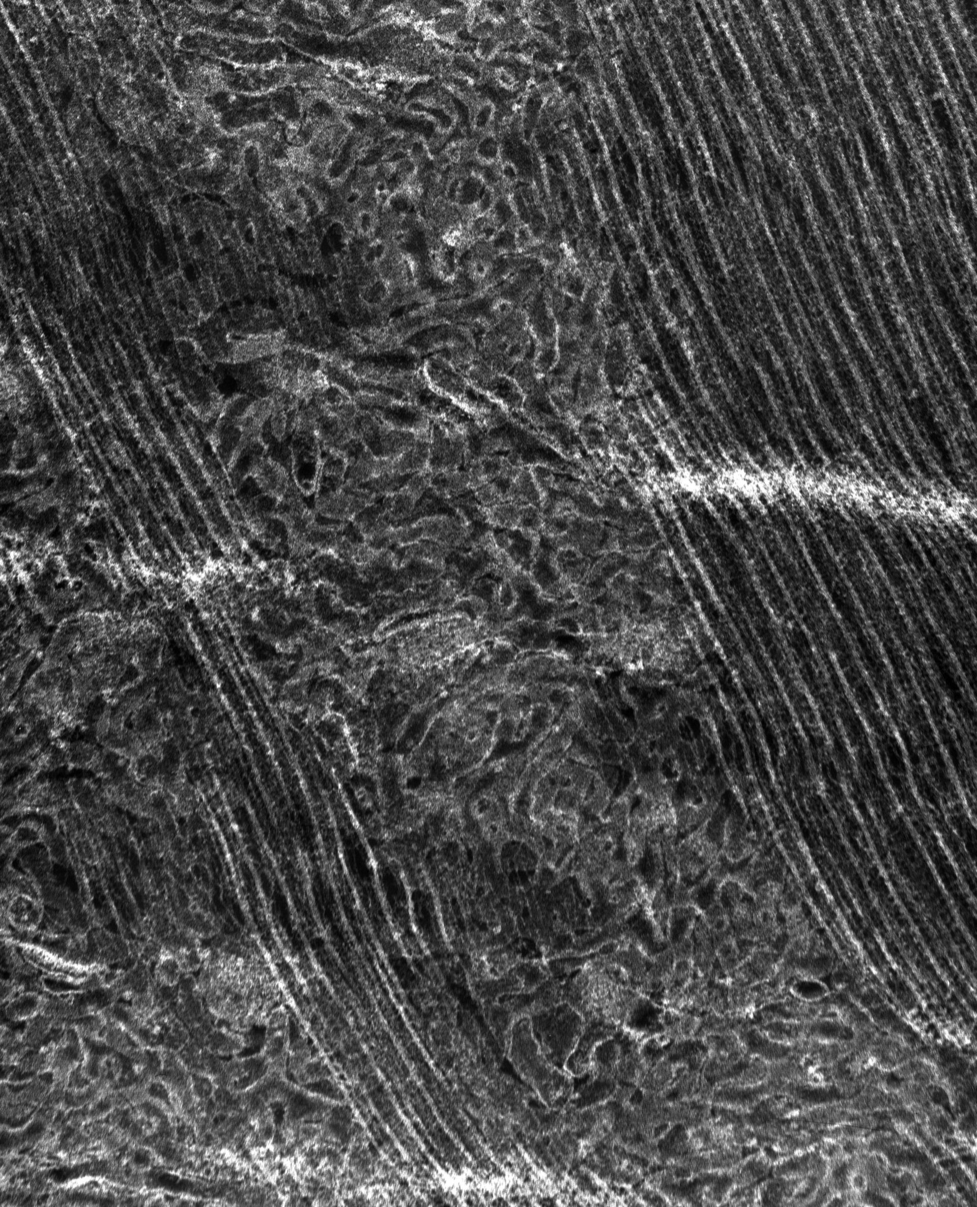 Damselfly (T-tubule) - CIL:37390