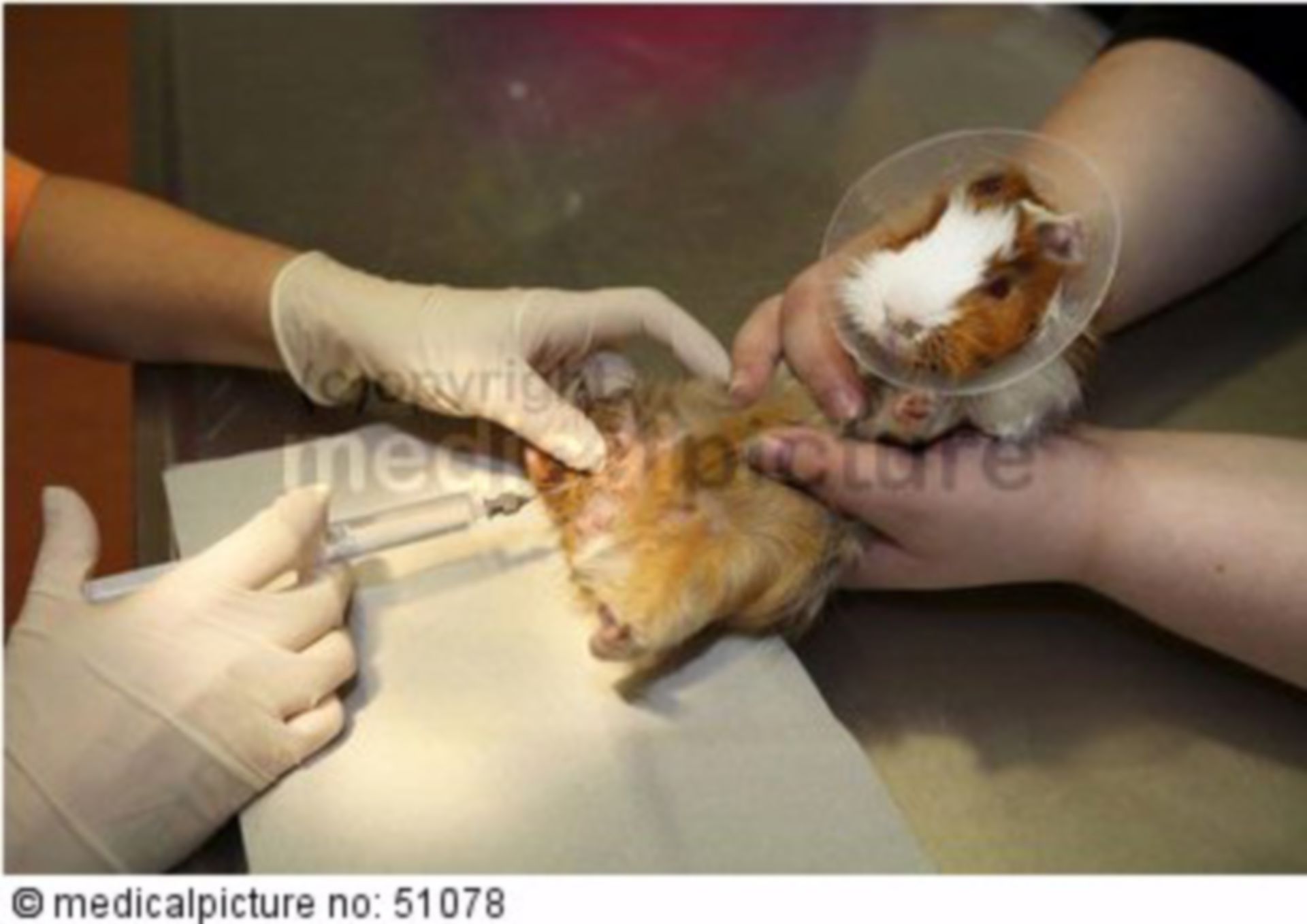 Veterinary practice wound lavage